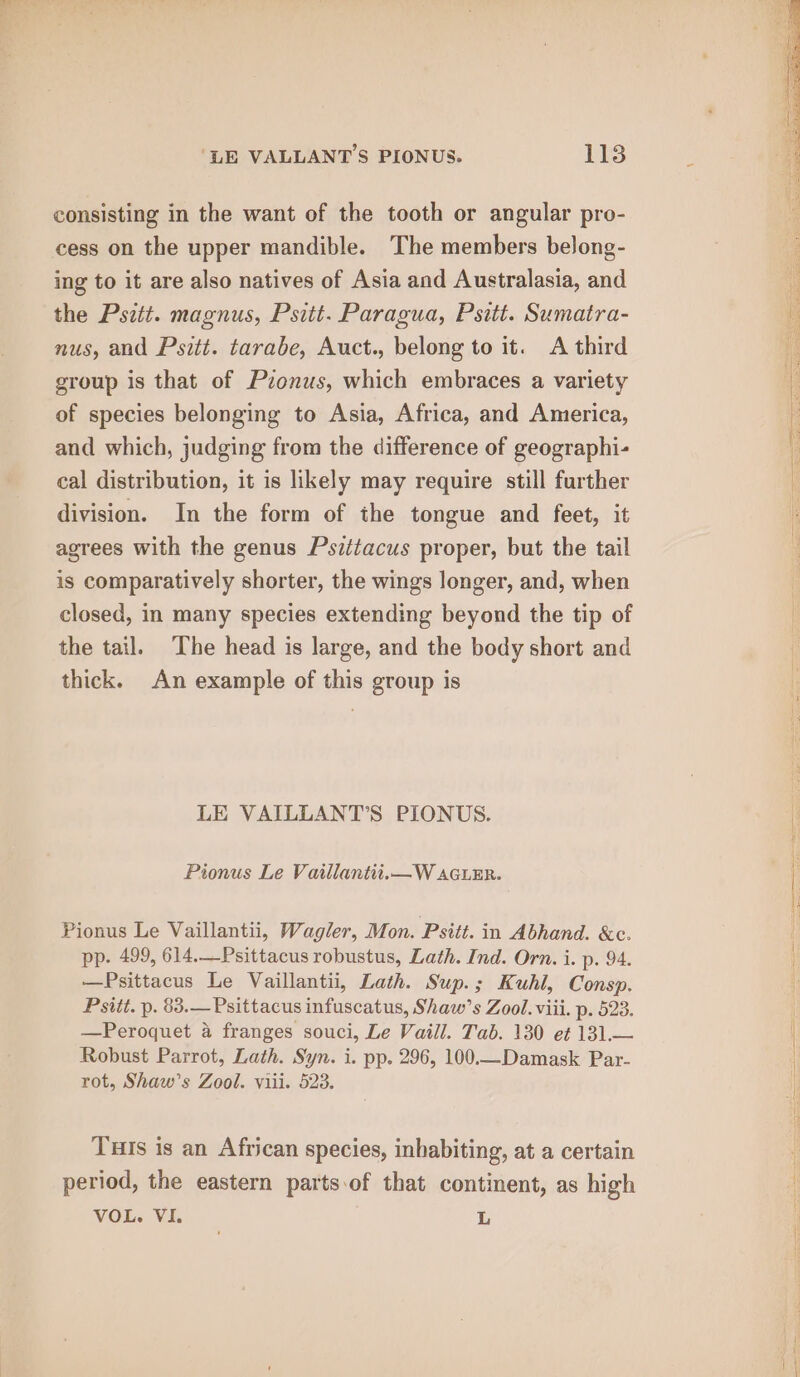 consisting in the want of the tooth or angular pro- cess on the upper mandible. The members belong- ing to it are also natives of Asia and Australasia, and the Pszit. magnus, Psitt. Paragua, Psitt. Sumatra- nus, and Psitt. tarabe, Auct., belong to it. A third group is that of Pionus, which embraces a variety of species belonging to Asia, Africa, and America, and which, judging from the difference of geographi- cal distribution, it is likely may require still further division. In the form of the tongue and feet, it agrees with the genus Psittacus proper, but the tail is comparatively shorter, the wings longer, and, when closed, in many species extending beyond the tip of the tail. The head is large, and the body short and thick. An example of this group is LE VAILLANT’S PIONUS. Pionus Le Vaillantit.—W AGLuER. Pionus Le Vaillantii, Wagler, Mon. Psitt. in Abhand. &amp;c. pp. 499, 614.—Psittacus robustus, Lath. Ind. Orn. i. p. 94. —Psittacus Le Vaillantii, Lath. Sup.; Kuhl, Consp. Psiit. p. 83.— Psittacus infuscatus, Shaw’s Zool. viii. p. 523. —Peroquet a franges souci, Le Vaill. Tab. 130 et 131.— Robust Parrot, Lath. Syn. i. pp. 296, 100.—Damask Par- rot, Shaw’s Zool. viii. 523. Tuis is an African species, inhabiting, at a certain period, the eastern parts.of that continent, as high VOL. VI. L