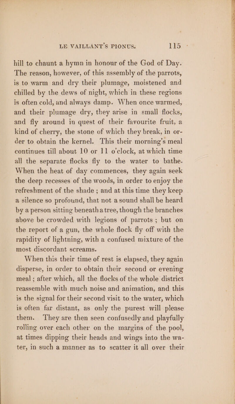 hill to chaunt a hymn in honour of the God of Day. The reason, however, of this assembly of the parrots, is to warm and dry their plumage, moistened and chilled by the dews of night, which in these regions is often cold, and always damp. When once warmed, and their plumage dry, they arise in small flocks, and fly around in quest of their favourite fruit, a kind of cherry, the stone of which they break, in or- der to obtain the kernel. This their morning’s meal continues till about 10 or 11 o’clock, at which time all the separate flocks fly to the water to bathe. When the heat of day commences, they again seek the deep recesses of the woods, in order to enjoy the refreshment of the shade ; and at this time they keep a silence so profound, that not a sound shall be heard by a person sitting beneath atree, though the branches above be crowded with legions of parrots ; but on the report of a gun, the whole flock fly off with the rapidity of lightning, with a confused mixture of the most discordant screams. When this their time of rest is elapsed, they again disperse, in order to obtain their second or evening meal ; after which, all the flocks of the whole district reassemble with much noise and animation, and this is the signal for their second visit to the water, which is often far distant, as only the purest will please them. ‘They are then seen confusedly and playfully rolling over each other on the margins of the pool, at times dipping their heads and wings into the wa- ter, in such a manner as to scatter it all over their