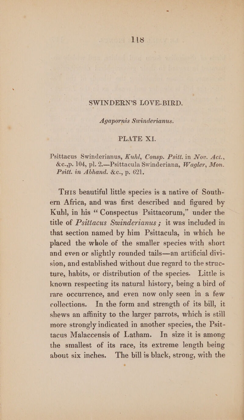 11s SWINDERN’S LOVE-BIRD. Agapornis Swinderianus. PLATE XI. Psittacus Swinderianus, Kuhl, Consp. Psitt.in Nov. Aci.. &amp;c.,p. 104, pl. 2.—Psittacula Swinderiana, Wagler, Mon. Psitt. in Abhand. &amp;c., p. 621. Tuis beautiful little species is a native of South- ern Africa, and was first described and figured by Kuhl, in his “‘ Conspectus Psittacorum,” under the title of Psittacus Swinderianus ; it was included in that section named by him Psittacula, in which he placed the whole of the smaller species with short and even or slightly rounded tails—an artificial divi- sion, and established without due regard to the struc- ture, habits, or distribution of the species. Little is known respecting its natural history, being a bird of rare occurrence, and even now only seen in a few collections. In the form and strength of its bill, it shews an affinity to the larger parrots, which is still more strongly indicated in another species, the Psit- tacus Malaccensis of Latham. In size it is among the smallest of its race, its extreme length being about six inches. The bill is black, strong, with the