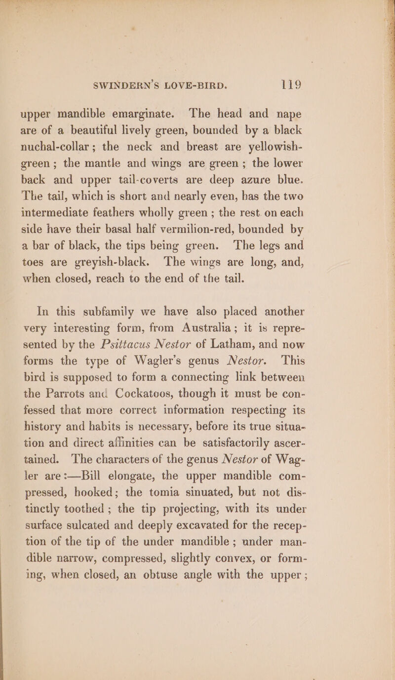 upper mandible emarginate. The head and nape are of a beautiful lively green, bounded by a black nuchal-collar ; the neck and breast are yellowish- green; the mantle and wings are green ; the lower back and upper tail-coverts are deep azure blue. The tail, which is short and nearly even, bas the two intermediate feathers wholly green ; the rest. on each side have their basal half vermilion-red, bounded by a bar of black, the tips being green. The legs and toes are greyish-black. The wings are long, and, when closed, reach to the end of the tail. In this subfamily we have also placed another very interesting form, from Australia; it is repre- sented by the Psittacus Nestor of Latham, and now forms the type of Wagler’s genus Nestor. This bird is supposed to form a connecting link between the Parrots and Cockatoos, though it must be con- fessed that more correct information respecting its history and habits is necessary, before its true situa- tion and direct affinities can be satisfactorily ascer- tained. The characters of the genus Nestor of Wag- ler are:—Bill elongate, the upper mandible com- pressed, hooked; the tomia sinuated, but not dis- tinctly toothed ; the tip projecting, with its under surface sulcated and deeply excavated for the recep- tion of the tip of the under mandible ; under man- dible narrow, compressed, slightly convex, or form- ing, when closed, an obtuse angle with the upper ;