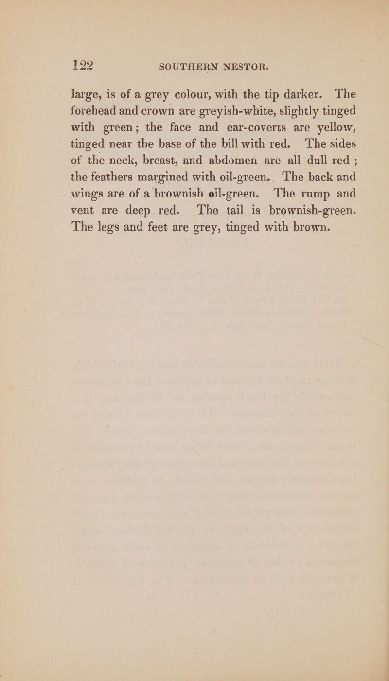 large, is of a grey colour, with the tip darker. The forehead and crown are greyish-white, slightly tinged with green; the face and ear-coverts are yellow, tinged near the base of the bill with red. The sides of the neck, breast, and abdomen are all dull red ; the feathers margined with oil-green.. The back and wing's are of a brownish eil-green. The rump and vent are deep red. The tail is brownish-green. The legs and feet are grey, tinged with brown.