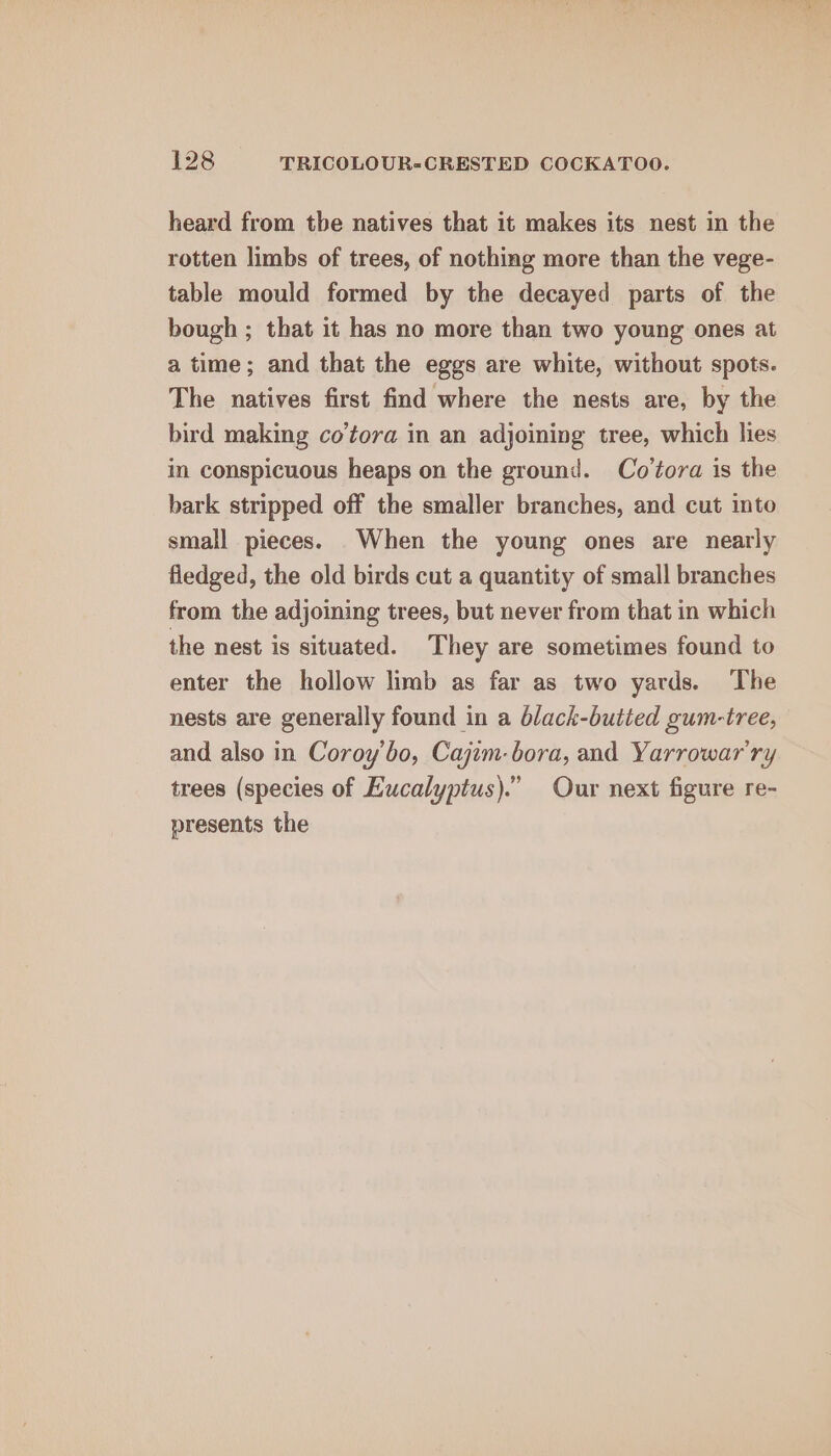 heard from tbe natives that it makes its nest in the rotten limbs of trees, of nothing more than the vege- table mould formed by the decayed parts of the bough ; that it has no more than two young ones at a time; and that the eggs are white, without spots. The natives first find where the nests are, by the bird making co’tora in an adjoining tree, which lies in conspicuous heaps on the ground. Co’tora is the bark stripped off the smaller branches, and cut into small pieces. When the young ones are nearly fledged, the old birds cut a quantity of small branches from the adjoining trees, but never from that in which the nest is situated. They are sometimes found to enter the hollow limb as far as two yards. The nests are generally found in a black-butted gum-tree, and also in Coroy’bo, Cajzm- bora, and Yarrowar'ry trees (species of Eucalyptus).” Our next figure re- presents the