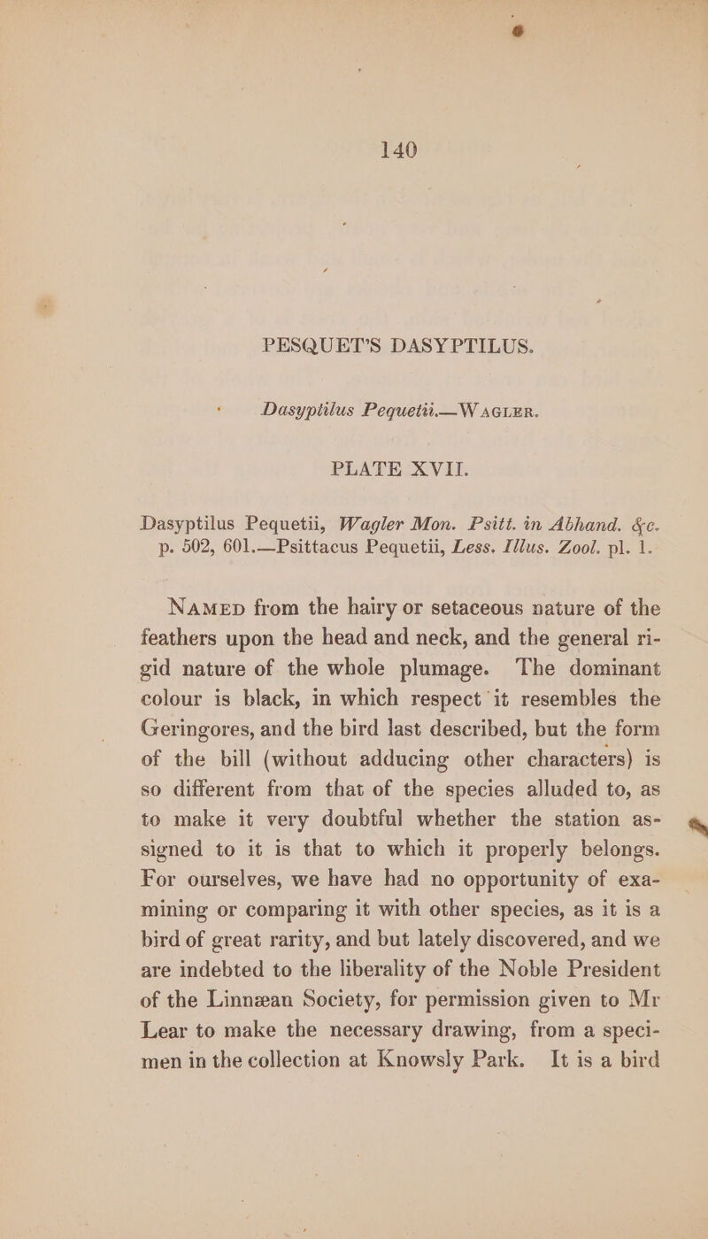 PESQUET’S DASYPTILUS. Dasyptilus Pequetit.—W AGuEr. PLATE XVII. Dasyptilus Pequetii, Wagler Mon. Psitt. in Abhand. &amp;c. p. 502, 601.—Psittacus Pequetii, Less. Illus. Zool. pl. 1. Namen from the hairy or setaceous nature of the feathers upon the head and neck, and the general ri- gid nature of the whole plumage. The dominant colour is black, in which respect it resembles the Geringores, and the bird last described, but the form of the bill (without adducing other characters) is so different from that of the species alluded to, as to make it very doubtful whether the station as- signed to it is that to which it properly belongs. For ourselves, we have had no opportunity of exa- mining or comparing it with other species, as it is a bird of great rarity, and but lately discovered, and we are indebted to the liberality of the Noble President of the Linnean Society, for permission given to Mr Lear to make the necessary drawing, from a speci- men in the collection at Knowsly Park. It is a bird