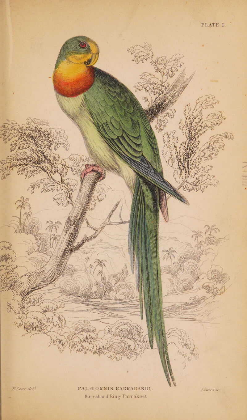 WIAs pes bi y) Se Lear del*® Vy ~ Barraband Ring Parrakeet PLATE I.