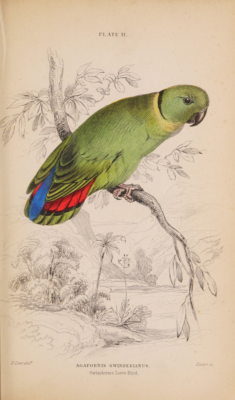 PEATE are a Bees 2ID2 RATS <> Sry roll SS E Lear del AGAPORNIS SWINDERIANUS. Liars sc Swindern's Love Bird.