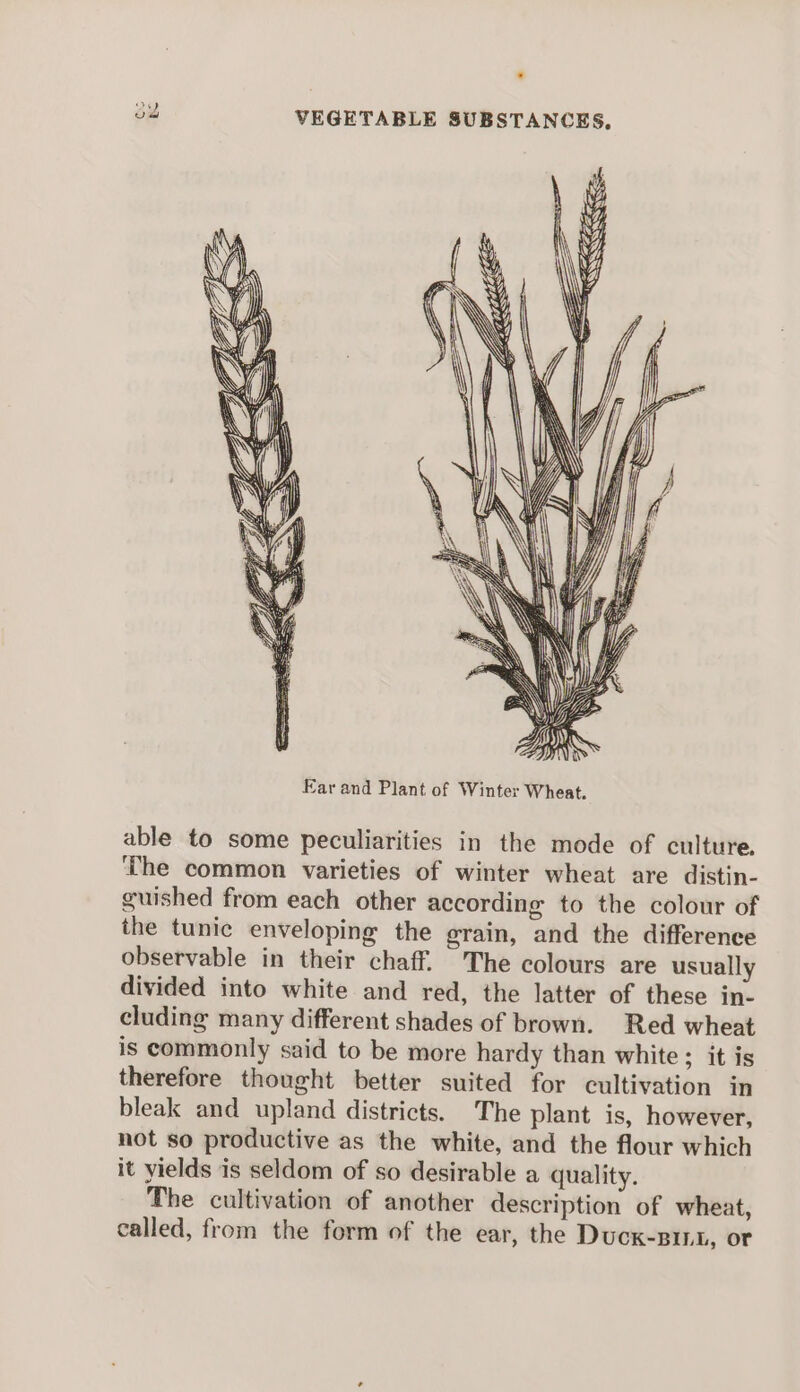 KLites SSNS Leis ES ~ = Ear and Plant of Winter Wheat. able to some peculiarities in the mode of culture. ‘The common varieties of winter wheat are distin- guished from each other according to the colour of the tunic enveloping the grain, and the difference observable in their chaff. The colours are usually divided into white and red, the latter of these in- cluding many different shades of brown. Red wheat is commonly said to be more hardy than white; it is therefore thought better suited for cultivation in bleak and upland districts. The plant is, however, not so productive as the white, and the flour which it yields is seldom of so desirable a quality. The cultivation of another description of wheat, called, from the form of the ear, the Ducxk-pint, or