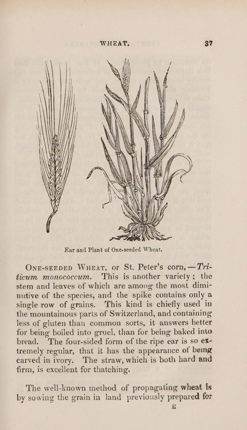 ONE-SEEDED Wueart, or St. Peter’s corn, —T7i- ticum monococcum. ‘This is another variety; the stem and leaves of which are among the most dimi- nutive of the species, and the spike contains only a single row of grains. This kind is chiefly used in the mountainous parts of Switzerland, and containing less of gluten than common sorts, it answers better for being boiled into gruel, than for being baked into bread. The four-sided form of the ripe ear is so eX- tremely regular, that it has the appearance of being carved in ivory. The straw, which is both hard and firm, is excellent for thatching. The well-known method of propagating wheat is by sowing the grain in land previously prepared foz E