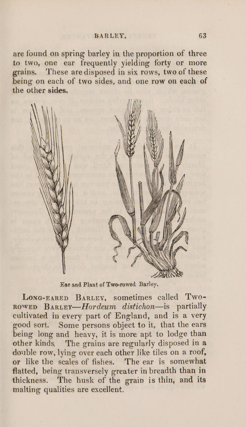 are found on spring barley in the proportion of three to two, one ear frequently yielding forty or more grains. ‘These are disposed in six rows, two of these being on each of two sides, and one row on each of the other sides. Lone-EARED BarLey, sometimes called Two- ROWED Bariey—Hordeum distichon—is partially cultivated in every part of England, and is a very good sort. Some persons object to it, that the ears being long and heavy, it is more apt to lodge than other kinds The grains are recularly disposed in a double row, lying over each other like tiles on a roof, or like the scales of fishes. The ear is somewhat flatted, being transversely greater in breadth than in thickness. The husk of the grain is thin, and its malting qualities are excellent.