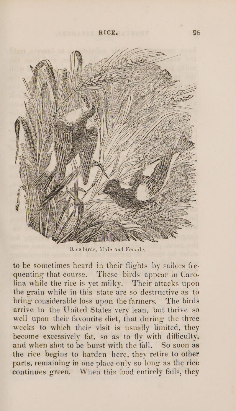 re] — OQ “ ro) cn a Aa j y \K ul LAS att AS s y i j Hil i f Wit s\ Nos i c WEEE WEA FA Sly Wy NA BAHA- Wh NG SN A i y Aa NY \ f Ril be “tle SX NB HV ly | 1 Nae W ii} m! @ 4 y fe  Ne 4 a | erie r Yj 1 AYR Y 3 Mane |}! EZ AS A Y LA, Ys [Z | Wa fl ff, ye A aA ‘Ws WE 4 f d NOR Fee GAA ‘i ‘ ‘i f ij i p} P N { Hy ; ANY t \ ; to be sometimes heard in their flights by sailors fre- quenting that course. ‘These birds appear in Caro- lina while the rice is yet milky. Their attacks upon the grain while in this state are so destructive as to bring considerable loss upon the farmers. The birds arrive in the United States very lean, but thrive so well upon their favourite diet, that during the three weeks to which their visit is usually limited, they become excessively fat, so as to fly with difficulty, and when shot to be burst with the fall. So soon as the rice begins to harden here, they retire to other parts, remaining in one place only so long as the rice continues green. When this food entirely fails, they