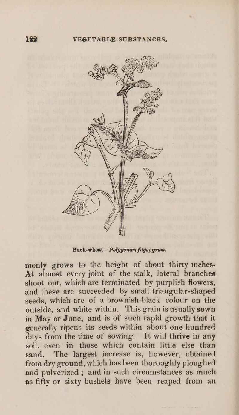 Oy es am By Se aC) ao O54 x ee fc L( ) i) EP Sh s) &lt;&lt;) y/ BSE monly grows to the height of about thirty inches. At almost every joint of the stalk, Jateral branches shoot out, which are terminated by purplish flowers, and these are succeeded by small triangular-shaped seeds, which are of a brownish-black colour on the outside, and white within. This grain is usually sown in May or June, and is of such rapid growth that it. generally ripens its seeds within about one hundred days from the time of sowing. It will thrive in any soil, even in those which contalte little else than sand. The largest increase is, however, obtained from dry ground, which has been thoroughly ploughed and pulverized ; ; and in such circumstances as much as fifty or sixty bushels have been reaped from an