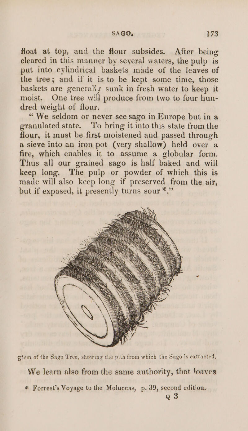 float at top, and the flour subsides. After being cleared in this manner by several waters, the pulp is put into cylindrical baskets made of the leaves of the tree; and if it is to be kept some time, those baskets are generally sunk in fresh water to keep it moist. One tree will produce from two to four hun- dred weight of flour. “We seldom or never see sago in Europe but in a granulated state. ‘To bring it into this state from the flour, it must be first moistened and passed through a sieve into an iron pot (very shallow) held over a fire, which enables it to assume a globular form. Thus all our grained sago is half baked and will keep long. The pulp or powder of which this is made will also keep long if preserved from the air, but if exposed, it presently turns sour *.” AEC, *, 4 sae 4 tem of the Sago Tree, showing the pith from which the Sago is extracted, We learn also from the same authority, that loaves * Forrest’s Voyage to the Moluccas, p. 39, second edition. Q 3