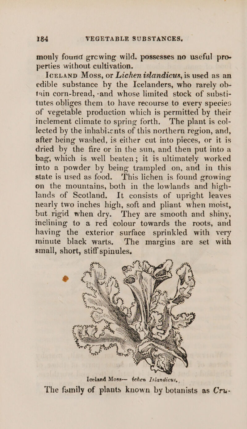 monly found grcwing wild. possesses no useful pro- perties without cultivation. IceLanp Moss, or Lichen islandicus, is used as an edible substance by the Icelanders, who rarely ob- tain corn-bread, -and whose limited stock of substi- tutes obliges them to have recourse to every species of vegetable production which is permitted by their inclement climate to spring forth. The plant is col- lected by the inhabiicnts of this northern region, and, after being washed, is either cut into pieces, or it is dried by ‘the fire or in the sun, and then put into a bag, which is well beaten; it is ultimately worked into a powder by being trampled on, and in this state is used as food. ‘This lichen is found growing on the mountains, both in the lowlands and high- lands of Scotland. It consists of upright leaves nearly two inches high, soft and pliant when moist, but rigid when dry. They are smooth and shiny, inclining to a red colour towards the roots, and having the exterior surface sprinkled with very minute black warts. The margins are set with small, short, stiff spinules. Iceland Moss— tchen Islandicus, , The finily of plants known by botanists as Cru-