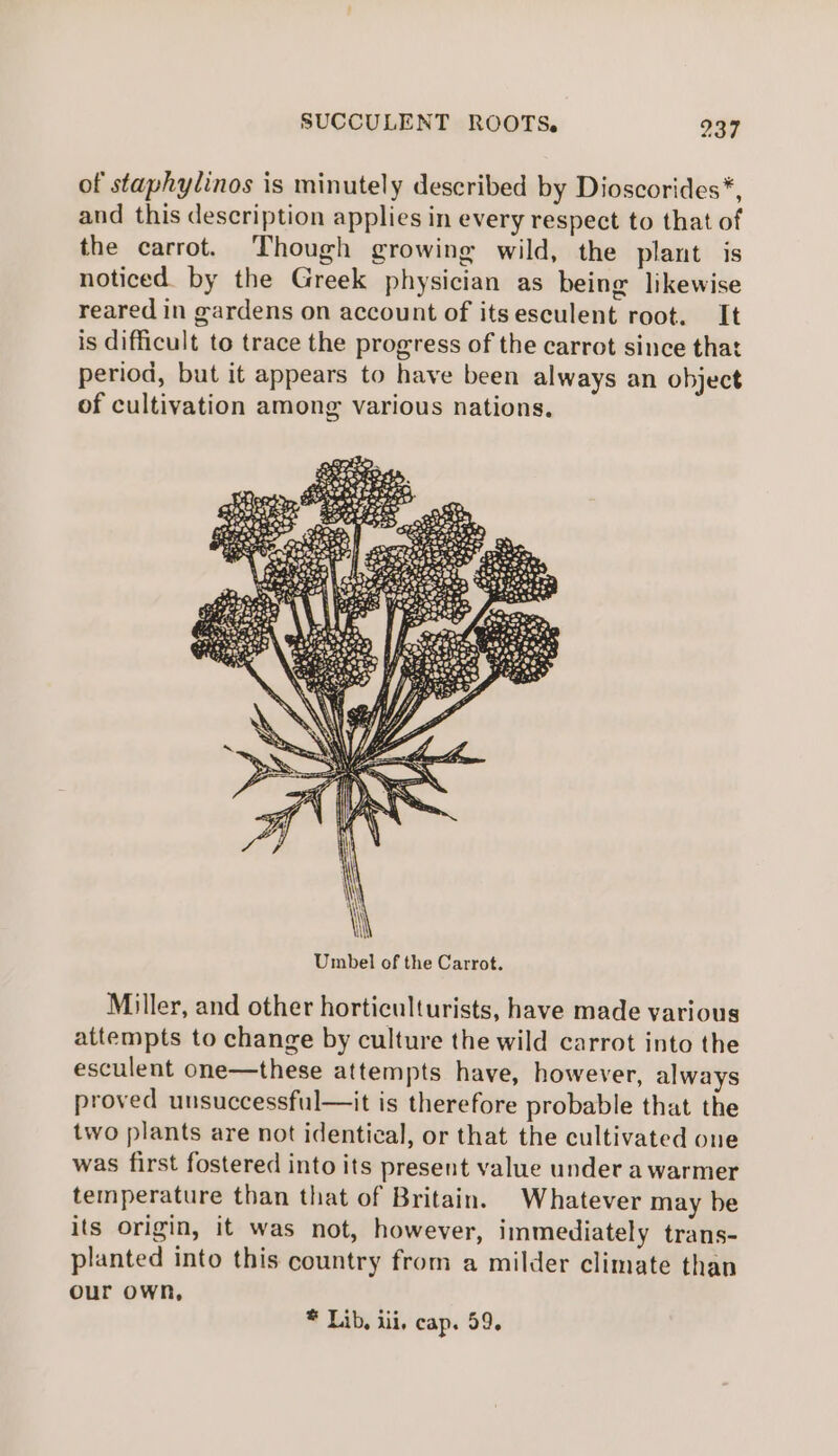 of staphylinos is minutely described by Dioscorides*, and this description applies in every respect to that of the carrot. Though growing wild, the plant is noticed. by the Greek physician as being likewise reared in gardens on account of itsesculent root. It is difficult to trace the progress of the carrot since that period, but it appears to have been always an object of cultivation among various nations. Miller, and other horticulturists, have made various attempts to change by culture the wild carrot into the esculent one—these attempts have, however, always proved unsuccessful—it is therefore probable that the two plants are not identical, or that the cultivated one was first fostered into its present value under a warmer temperature than that of Britain. Whatever may be its origin, it was not, however, immediately trans- planted into this country from a milder climate than our OWN, * Lib. iii, cap. 59.