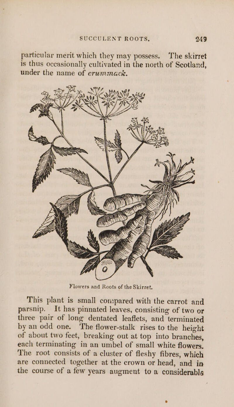 particular merit which they may possess. The skirret is thus occasionally cultivated in the north of Scotland, under the name of crummack. Sake ide i Flowers and Roots of the Skirret, This plant is small conpared with the carrot and parsnip. It has pinnated leaves, consisting of two or three pair of long dentated leaflets, and “‘ternitin weed by an odd one. The flower-stalk rises to the height of about two feet, breaking out at top into branches, each terminating in an umbel of small white flowers, The root consists of a cluster of fleshy fibres, which are connected together at the crown or head, and in the course of a few years augment to a considerable