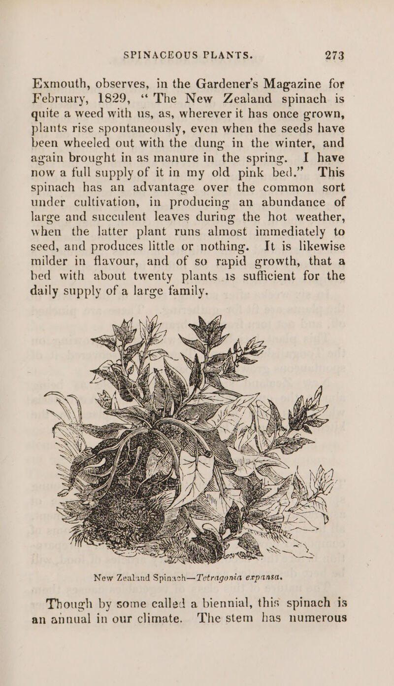 Exmouth, observes, in the Gardener’s Magazine for February, 1829, ‘“‘ The New Zealand spinach is quite a weed with us, as, wherever it has once grown, plants rise spontaneously, even when the seeds have been wheeled out with the dung in the winter, and again brought in as manure in the spring. I have now a full supply of it in my old pink bed.” This spinach has an advantage over the common sort under cultivation, in producing an abundance of large and succulent leaves during the hot weather, when the latter plant runs almost immediately to seed, and produces little or nothing. It is likewise milder in flavour, and of so rapid growth, that a bed with about twenty plants 1s sufficient for the daily supply of a large family. ie A A SS Though by some called a biennial, this spinach is an annual in our climate. The stem has numerous