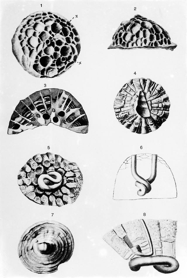 digitised image 1