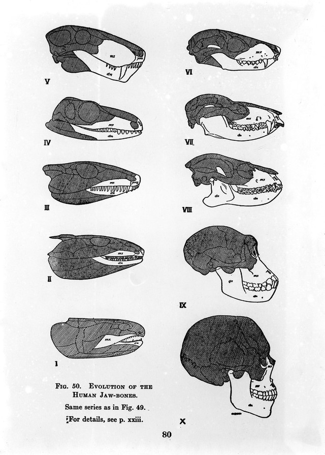 digitised image 1