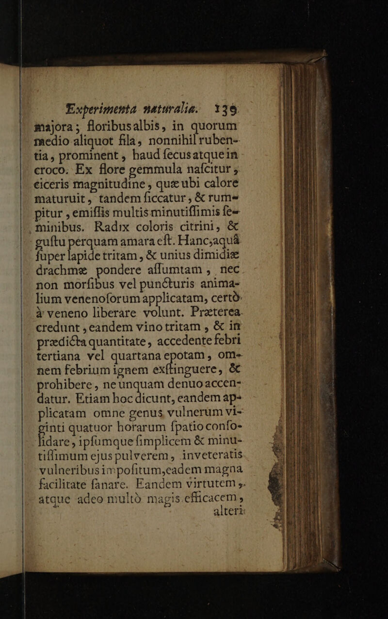 majora; floribusalbis, in quorum medio aliquot fila, nonnihil ruben- tia, prominent , haud fecusatquein croco. Ex flore gemmula nafcitur ; eiceris magnitudine , quz ubi calore maturuit, tandem ficcatur , &amp; rum« pitur , emiffis multis minutiffimis fe minibus. Radix coloris citrini, &amp; guítu perquam amara eft. Hanc;aquá fuper lapide tritam , &amp; unius dimidie drachms pondere affumtam , nec non morfibus vel puncturis anima- lium venenoforum applicatam, certó: à veneno liberare volunt. Praeterea. credunt , eandem vinotritam , &amp; in proedicta quantitate , accedente febri tertiana vel quartana epotam , ome nem febrium ignem exftinguere, &amp; prohibere, ne unquam denuo accen- datur. Etiam hoc dicunt, eandem ap- plicatam omne genus vulnerum vi- ginti quatuor horarum fpatio conío- lidare , ipfumque fimplicem &amp; minu- tiffimum ejus pulverem, inveteratis vulneribusimpofitum,eadem magna facilitate fanare. Eandem virtutem ,. atque adeo multó magis efficacem, alteri