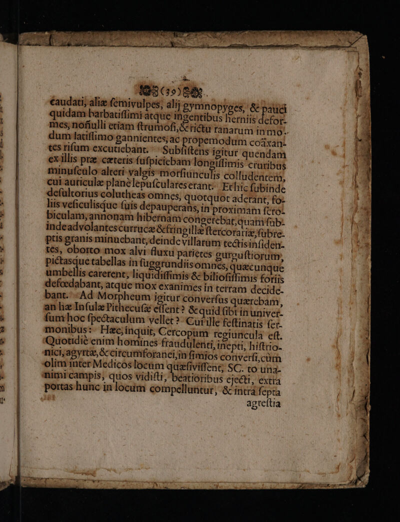 dcin MEE Ceu sn AEn TER ASONC GE E ^. E eS caudati, aliz femivulpes, alij gymnopyees, & pauci quidam barbaciffimi atque meentibus herniis defot- dum latiffimo gannientes; ac propemodum coisanz tes rifum excutiebant. Subiiftens ieitut quendam ex illis prae. caeteris fufpicicbanmi longiffimis cruribus minufcülo alteri valeis-morfiunculis colludentem, cut auriculae planelepufculareserant; Et hic fubinde defültorius colutheas omnes, quotquot aderant, fóz liis veficulisque füis dépauperans, In proximam ftro biculam,;annonam hibernam congetebat;quam fub. indeadvolantescurrucze &tringilla ftercorarizefübre: ptis granis minucbant, deinde villarüm tectisinfiden- tts, oborto mox alvi fluxu patietes eurcuftiorum, pictasqdue tabellas in fugerandiis omnes, quecunque nari ig carerent, liquidiffimis & biliofiffimis fóriis defoedabant, atque mox exanimes in terram decide- bant. -Ad Morpheum igitur converfas quarcbam, an hz Infula Pithecu(z effent? &quid fibt in univer- fum hoc fpectacalum vellet ?- Cui ille feftinatis fet- monibus: - Hzc;ínquit; Cercopam regiuncula eft. Quotidié enim homines fraudulenti, inepti, hiftrio. nici, agyrtz, & circumforanci,in fimios cotiverfi,cüm olim inter Medicos locüm quzfiviffent; SC. to una- nimi campis ; quos vidifti JMbstiefit s ejecti, extra portas hunc in locum cormpellutitur, & incra fepta agteftia