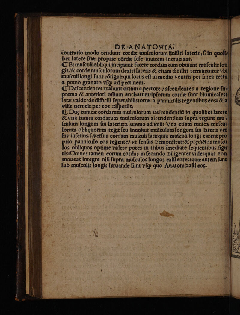 ‘contrario modo tendunt corda mufculorum finiftri lateris «fin quollili ‘bet latere fu proprie corda fefe inuicem incruciant, 07 7 EE € Etmulculi obliqui incipiunt facere cordata cum obuiant mufculis fon] gis/&amp; corde mufculorum dextri lateris &amp; etiam finiftri terminantur vbi mufculi ongi fune cotiguit qui locus eft'in medio ventris per linei re&amp;afli a pomo granato v[g ad peGinem. : i ili € Defcendentes'‘trahuntortum a pe&amp;tore /afcendentes a regione (usll| prema &amp; anteriori offium ancharum/ipforum corda funt bitunicalest(i|: lata valde/de difficili feperabilistotte a panniculistegentibus cos: K all | vilis nerueis per:cos Difpetfis, Ù € Dug tunica cordarum mufculorum Defcendentifi in quolibetTatetel S&amp;vna tunica cordarum mufculorum afcendentium fupra tegunt muel fculum [ongum fui laterista fummo adimfi: Vna etiam tunica mufcua| lorum obliquorum tegitfeu inuoluic mufculumfongum fui lateris vet fus inferius.(sverfus cordam mufculi latitquia mufculi longi carent pro |] rio panniculo eos tegente/ vt fenfus pemonftrat:&amp; predi&amp;os mufcal [os obliquos optime videre potes in tribus imediate {equentibus fig ristOmnestamen eorum cordas in fecando piligenter vide:quas non: