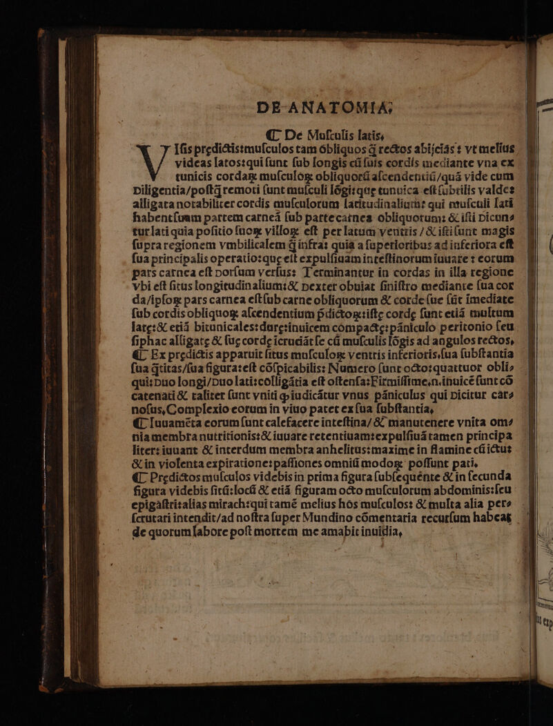 C De Mafculis latisy si V Ifispredi&amp;istmufculos tam 6bliquos d re@&amp;os abijcias : vemelius videas latostqui funt fub [ongis ci fuis cordis mediante vna cx tunicis corda mufculog obliquort afcendentiG/qua vide cum Diligentia/poftg remoti funtmufcali [6gi:que tunuica eftfubrilis valdes alligara notabilicer cordis mufculorum laritudinalium: gui mufcali lati habent{uam partem carnea fub partecatnea obliquotum: &amp; ifti Dicuns turlati quia pofitio fuor villog: eft perlatumventris/&amp;ififunt magis fupraregionem vmbilicalem G infra: quia a fuperioribusadinferiora eft fua principalisoperatio:queeiterpulfiaaminteftinorumiuuare : corum pars carnea eft porfum verfuss Terminantur in cordas in illa regione Vbi eft fitus fongitudinalium:&amp; pexterobuiat finiftro mediante (ua cor da/ipfog pars carnea elt{ub carne obliquorum &amp; corde (ue {tir imediate fub cordisobliquog alcendentium fdictor:ifte corde funt etiî multum lare:&amp; etii bitunicales:darg:inuicem compa&amp;g:piniculo peritonio [eu fiphac alligare &amp; {ue corde icruciit fe ca mufculisIogis ad angulosre&amp;os, € Ex predi&amp;is apparuit fitus mufculor ventris inferioris.fua fubftantia fua gtitas/(ua figuratelt cofpicabilis: Numero funro&amp;to:quattuor obli: qui: puo longi/Duo lati:colligatia et oftenfa:Firmiffime.n.inuicé fune cò catenati &amp; taliter (unt vniti fiudicitur vnos paniculus qui picitur cars nofus,Complexio eorum in viuo pater ex fua fubftantia, € Iuuameta eorum unt calefacere inteftina/&amp; manutenere vnita om: niamembra nutritionist&amp; iuuareretentivamtexpulfiui tamen principa litersiuuant &amp; incerdum membra anhelitus:maxime in famine c@ iu? Sin violenta expiratione:paffiones omnifimo dor poffunt pati, € Preditosmufculos videbisin prima figura fubfequénte &amp; in fecunda figura videbis firi:locî &amp; eti figuram oto mufculorum abdominis:feu cpiga@trisalias mirachiqui rame melius hosmufculos: &amp;multa alia pere (crutari intendit/ad noftra fuper Mundino comentaria recurfum habca&amp; de quorumfabore pot mortem me amabit inuidia,