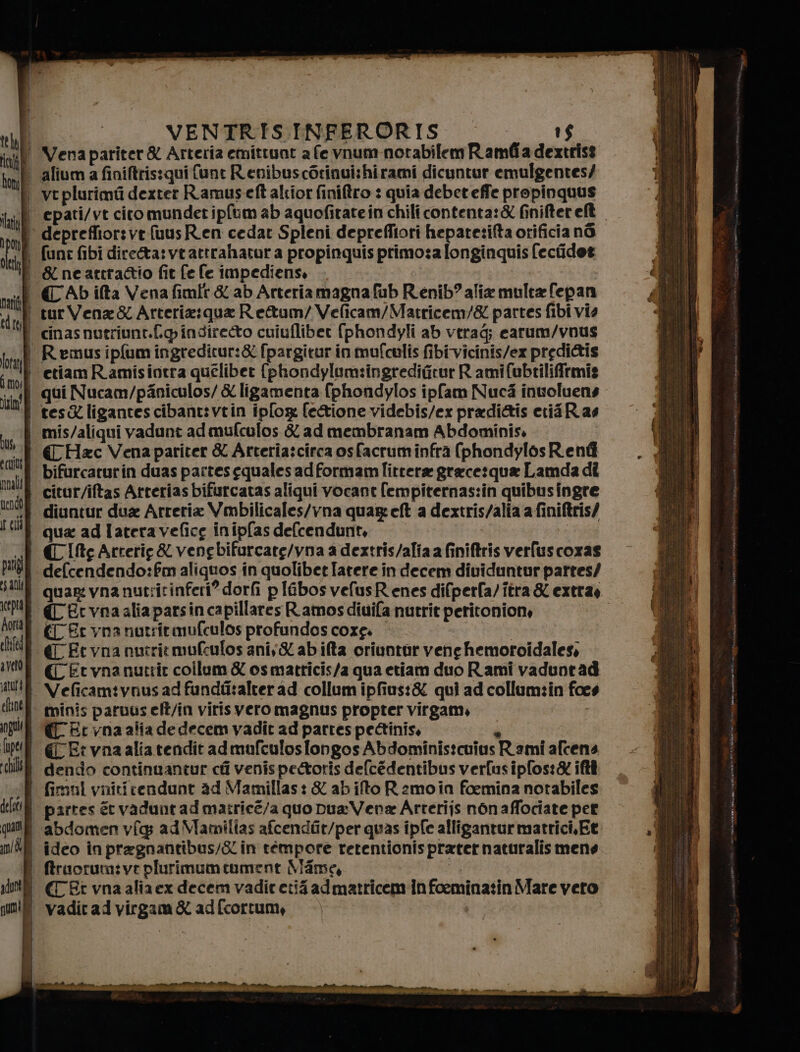 ine Venapariter&amp; Arteria emittunt a fe vnum-notabilem Ramladextrist . aliumafiniftrissqui funt Renibuscorinui:hirami dicuntur emulgentes/ i veplurimti dexter Ramuseft altior finiftro : quia debeteffe propinquus «i epati/vt cito mundetipfum ab aquofitatein chili contenta:&amp; finiteret. ‘ deprefliorsvt fuusR.en cedar Spleni deprefltori hepate:ifta orifician6 | funefibi dire@a:vtattrahatur a propinquisprimo:a longinquis fecfidet i &amp;neartra@io fit fe fe impediens, | | «ll (CAD ilta Venafimir &amp; ab Arteriamagna fub Renib? alia multa fepan i tur Vena &amp; Arteria:qua Re&amp;um/ Velicam/Matricem/&amp; partes fibi vio i cinasnutriunt.pindireeto cuiuflibet {phondyli ab vtrag; earum/vnus i Remusipflumingredicur:&amp; fpargitur inmufculis fibivicinis/ex predi@tis etiam Raamisintra queliber {phondylum:ingredifirur R amifubtiliffirmis | qui Nucam/paniculos/ &amp; ligamenta {phondylos ipfam Nuci involuens I tes&amp;ligantescibant:vtin iplog f(e&amp;ione videbis/ex pradittis cri Ras mis/aliqui vadunt ad mufculos &amp; ad membranam Abdominis. | Hxc Vena pariter &amp; Arteria:circa osfacrum infra (phondylos Rent 8 bifurcaturin duas partes equalesadformamlittera grece:qua Lamda dî i citur/iftas Atterias bifurcatas aliqui vocant fempiternas:in quibus ingre $ diuntur dua Arretia Vmbilicales/vna quageft a dextris/alia a finiftris/ qua ad latera vefice inipfas defcendunt, «I CCIfteArterie &amp; venebifurcate/yna a dextris/alia a finiftris verfuscoras i defcendendo:fmaliquos in quolibet Iatere in decem dividuntur partes/ quar vnanut:itinferi? dorfi pIGbosvefusRenes difperfa/ftra &amp; exttas CC Et vnaaliaparsin capillares Ramosdiuifa nutrit peritonione | €DEcynanutritmufculos profundos core. ani) € Et vna nutritmufculos ani;&amp; ab ita oriuntar vene hemoroidales, (C Et vna nutrir collum &amp; osmatricis/a qua etiam duo Rami vaduntad | Veficamtvnus ad fundo:alter ad collum ipfius:&amp; qui ad collum:in foes minis paruus elt/in virisvero magnus propter virgam, | € Et vna alia dedecem vadir ad partes pectinis, é i «Er vnaaliatendit admufculoslongos Abdoministcuius Rami afcens | dendo continuantur ci venispettoris defcédentibus verfusipfos:&amp; iftà fimul vnicicendunt ad Mamillas: &amp; abito Remoin foemina notabiles partes ee vaduntadmatricé/a quo Dua: Vena Arrerijs non affociate pet | abdomen vg ad Mamilias afcendiit/per quas ipfe alligantur matrici, Et | ideo inpragnantibus/Gin rémpore retentionisprater naturalis mene | fruorum:ve plurimum cument Mame, di | (C Er vnaaliaex decem vadireria admatricem in foemina:tin Mare veto i vadiradvirgam&amp; adfcortum, ire tiri MIE PI NERE PE n, ; N bd It » FIT, ti et. cn