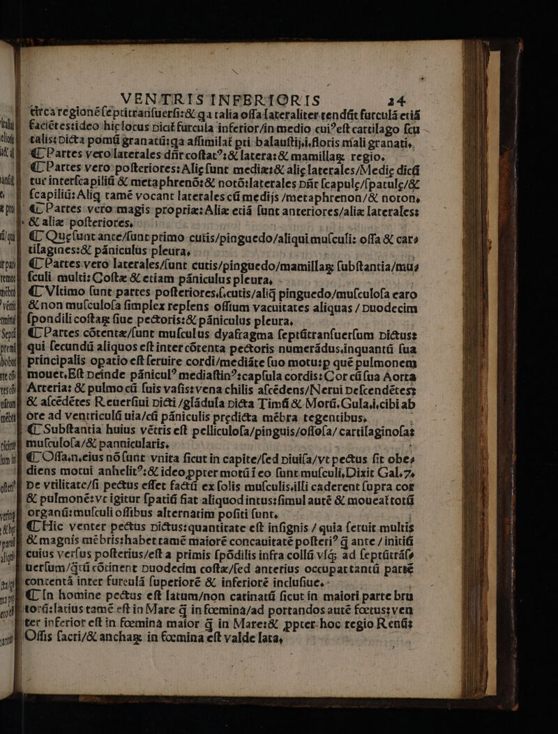 a id Al and | di t pi Hg tpat temo medio retti tmind Sept pren bobit tte coi teschi oftua mébti picità vtaliscpi@ta pomfi granatii:ga affimilat pri balauftij.i.floris nfali granatie. *L Partes verollarerales.dfircoftar?:&amp; latera:&amp; mamillag: regio, tur interfca pilif &amp; metaphren6:&amp; notò:laterales Dfir [capule/[patule/&amp; i &amp;Partes:vero:magis: propria: Alix eci [unt anteriores/alia lateraless | CQuefuntance/untprimo cutis/pinguedo/aliqui mulculi: offa &amp; cars | tilagines:&amp; panicalus:pleura, ; i « Partes.vero laterales/[unt cutis/pinguedo/mamillag fubtantia/muz i fculi multi: Cofta &amp; etiam paniculus pleura, - i ( Vitimo fune partes pofterioress.cutis/alig pinguedo/mulculofa caro | &amp;non mufculofa fimplex replens offium vacuitates aliquas / Duodecim | pondilicoftag fine pe&amp;oris:&amp; pàniculus pleura, | ‘([Partes corenta/funt mufculus dyafragma feptfitranfuerlum pi&amp;uss qui fecundo aliquos elt'intercorenta pe&amp;toris numeridus.inquanti fua | principalis opatio et feruire cordi/medizte (10 motu:p qué pulmonem | move Et neinde pinicul? mediaftin?:capfula cordis: Cor cii ua Aorta Arveria: &amp; pulmo ci [uisvafistvena chilis afcédens/Nerui Defcendétess | &amp; afcedéres Reuerfiui pifi /glidula pi&amp;a Timfi&amp; Morfi.Gula.i,cibi ab i ore ad ventriculfi uia/cfi piniculis preditta mébra tegentibus, | € Subftantia huius vetriseft pelliculofa/pinguis/offefa/ cartil[aginofas mufculofa/&amp; pannicularis. | diens motui anhelit?:&amp; ideo pprermotfiieo fanemufculi, Dixit Gal.7, De vtilitare/fi pe&amp;us effet fa&amp;i ex folis mulculis.illi caderent fupra cof i &amp; pulmone:vrigitur fpatifi fiat aliquodintus:fimulauté &amp; moueattotii | organt:mulculi offibus alternatim pofiti funt, | î i {Hic venter petus piftus:quantitate et infignis / quia ferait. multis | &amp;magnis mebrisshaberrtamé maiore concavitaté pofteri? G ante / init j uerlum/&amp;:fi corinent Duodecim cofta/fed anterius occupartantà pars «In homine petus eft fatum/non catinatfi ficut in maiori parte bry itorG:lariustamé ef in Mare 4 infoemina/ad portandosautè foetus: ven \tet inferior eft în foemina maior q in Mare:&amp; ppter-hocregio Renfis