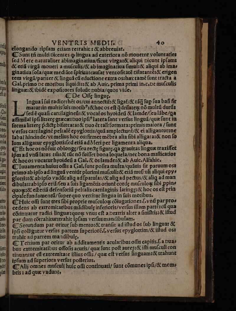 Do i CSuntti multipicentes plingua ad exteriora n6 monetnr voluntaries _.Q fedMetenaturaliter abimaginatiua/ficut virga:SCaligui picunt ipfanst noli | Kertif virgi moueri a mufculis/&amp; abimaginativa fimul:&amp; aliqui ab imas ‘| ginatiuafola/qua medizte fpiritu:caufar ventofitàte pilarante:&amp; erigen i e virga/pariter &amp; [ingui cfiedu@iione extra os:hactamé funtiracta 2 til Gal.primo De moribus liquidis:&amp; ab Auic, prima primi inxc.ne mufculis of lingua:SCibidé expofitores folufir pubia/quos vide, ab - (4TDe Off lingue, | , MR Inguaifuiradice:héros/cui annettit:&amp; [igat/&amp; 15g fup (ua bafi fir tal [ matur:in multisfuismotib?:&amp;hocosef qdrifarer n6 multo durdiz Cl Me /(fedé quaficartilaginei:&amp; vocatoshyoidefi &amp; lamde/[eulabe/ga ln} afrmilati pfilittere graca:Duo ipfi? latera fnnt verfus lingu4/qua funt in If Forma litterg pdi&amp;e bifarcara:&amp; puo èt taliformata:primismaiora / {unt moi verfuscartilaginé pelcalé epygiottis/qua ample&amp;tunt/&amp; ci alligantorine uh] tabathincinde/vtmeliushoc os:firmet mébra alia fibi alligata:&amp; non fo NÉ Tum alligatur epyglotti:fed etii ad Meri per ligamenta aliqua, | df. «E: hocosnofait oblonge/feure&amp;g figure,ga grauitas lingua traxiffet tDU iS ad vofilatus tin:&amp; efic né fuiffer bona loquela/nec bona mafticatios lui &amp; hocosvocaturhyoideti a Gal, &amp; oslamdet&amp; ab Auic.Alfahics fs DIuuamentahuiusoflis a Gal.funt pofita multa/quauis fit paruum os? ‘8 È primo'abipfo adlingus venifit plurimi mufculi:&amp; eri mufculi aliqui epy? not glortist&amp;abipfo vaditalig adfparulas/&amp;'aligad petus/&amp; alig adman lim $ dibulastabipfo eria/feu a fuis ligamerisoriunt corde mufculog fibi ppi by quor:&amp; eftetia defeaforig peltalis cartilaginis [aringe:&amp; hocosett prin | cipalefandamentti/(uperquo vertitur lingua in fuismotibus, it fl CHuicofii funt tres fibi proprie mufculog: cdiugariones.f. vati par pros ia fl cedens ab extremitatibus madibule inferioris/verfus illam parte:cii qua ul eSrinuaror radici lingua:quor: vnus eft a pextris altera finiftris:&amp; iftud nl f par dem cOrrahicurstrahit ipfam verfusmandibulam. ine € Secundum par oritur fub mento:&amp; rranfit ad iftud os fub lingua: &amp; aln® ipficolligatur verfos partem (uperioré.S,verlus epyglottim/&amp; iftud ost but fl erahit ad parrem mandibule, mirate I {{Tettium pat oritur ab additamentis acularibus offis capitis.{.a DU2» in) bus extremitatibus offofis acutis/ qua funt poft aures:&amp; ifti mufculi con nfu@ rinnantor cfextremitate iftius offis / qua eft verfus linguam:&amp;trahunt tru ipfum ad fuperiora verfus pofterius, PS s i «Alij omnes mufcali huic ofli continuati/ funt comunesipfi/X meme pin bris: ad qua vadunr, ven