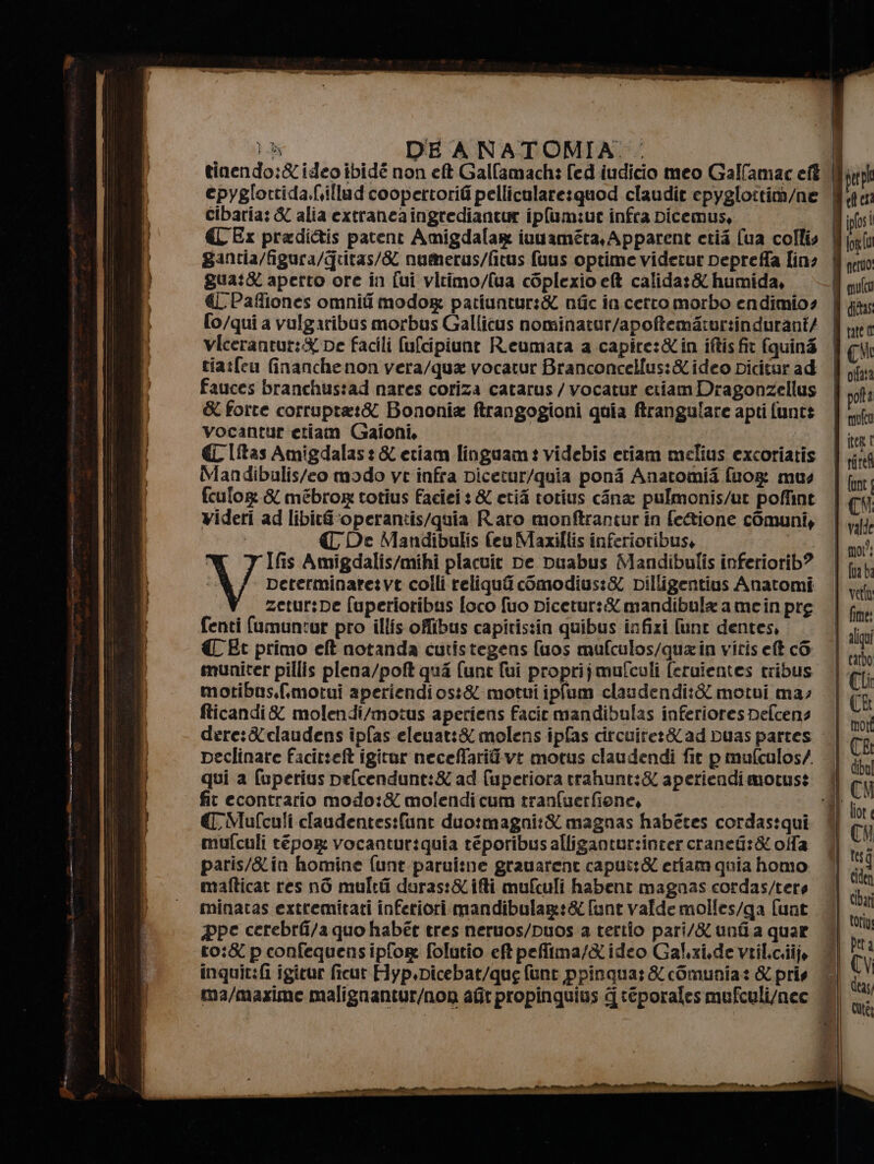 epyglortida.frillud coopertorifi pellicularesquod claudit epyglottim/ne cibaria: &amp; alia extranca ingrediantur ipfum:uc infra Dicemus, € Ex pradi&amp;is patent Amigdalar iuuaméta, Apparent ctii (ua colli gantia/figura/gritas/&amp; numerus/fitus fuus optime videtur pepreffa lin: gua:&amp; aperto ore in fui vitimo/lua cOplexio et calida:&amp; humida, € Paffiones omniti modo patiuntur:&amp; nfic in certo morbo endimio? fo/qui a vulgaribus morbus Galficus nominatur/apoftemarur:indurant/ vicerantur:&amp; pe facili fufcipiune Reeumata a capite:&amp;in iftis fit fquin3 tia:fcu finanche non vera/qua vocatur Branconcellus:&amp;ideo picitur ad fauces branchus:tad nares coriza catarus / vocatur etiam Dragonzellus &amp; forte corrupta:&amp; Bononia ftrangogioni quia ftrangulare apti funt: Vocantur etiam Gaioni, pt € Itas Amigdalas: &amp; etiam linguam: videbis eriam melius excoriatis Mandibulis/eo modo ve infra Dicetur/quia poni Anatomii fuog mus fculog &amp; mèbror totius faciei: &amp; eti torius cina pulmonis/ut poffint videri ad libitf'operantis/quia Raro monftrantur in fe@ione comuni, CT De Mandibulis (eu Maxillis inferioribus, | | Ifis Amigdalis/mihi placuit De puabus Mandibulis inferiorib? : ] Determinaretvt colli reliqui comodius:&amp; Dilligentius Anatomi zetur:De fuperioribus foco fuo Dicetur:% mandibula a mein pre fenti fumuntur pro illis offibus capitistin quibus infizi [unt dentes, € Et primo eft notanda cutistegens fuos mufculos/qua in viris ef cG muniter pillis plena/poft qua fune fui proprijmufcoli feruientes tribus motibus.fimotui aperiendi 058 motui ipfum claudendi:&amp; motui ma; fticandi &amp; molendi/motus aperiens facie mandibulas inferiores Defcens dere:&amp;claudens îpfas eleuat:% molens ipfas circuite:&amp;ad puas partes peclinare facirteft igirur neceffarifivi motus claudendi fit pmufculosA qui a fuperius pefcendunt:&amp; ad fuperiora trahunt:&amp; aperiendimotus: fit econtrario modo:&amp; molendi cum tranfuerfione, € Mufculi claudentes:funt duotmagni:X magnas habétes cordastqui mufculi tépog: vocantur:quia téporibus alligantur:inter cranefi:&amp; olfa paris/&amp;in homine funt paruitne grauarent capui:&amp; etiam quia homo mafticat res n6 multi doras:&amp;iffi mufculi habent magnas cordas/tere minatas extremitati inferiori mandibulag:&amp; fune valde molles/ga funt ppe cerebri/a quo habét tres neruos/puos a tertio pari/&amp; unfia quar to:&amp; p confequensipfor folutio eft pefilma/Xideo Gal.zi,de vril.c.iije inquit:t igicur ficut Fiyp,Dicebat/que fune ppinqua: &amp; cOmunia: &amp; pris ma/maxime malignantur/non afit propinquius qreporales mufculi/nec efter jpfos! | piulco offata iter I font mor; ve e aliqu