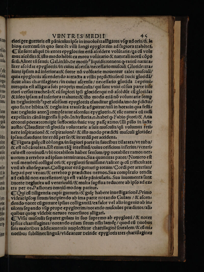 ef rante gal Jeloy tisne netto aride cip nifet dla er onéi chto Ù VENTRIS'MEDIT +5 riori pre gutrùris eft piniculus iplfe ininuoluéstalligatus v[gadoris/&amp; fa biog: extremti/in quo funtét villi longi epyglottim ad upiora trahétes, € Etfuntaliqui Dicentes epyglortimerià afcédere voliitarie/ga ci volu musafcedit:&amp; ifto modo hébitex motu voltitario &amp; naturali motti c6pò fici, Alirer tifi fentit Galinlib,pe motib? liquidis:cenenspranti naturas hunt ipfam adinferiota:&amp;- forte nò volfitarie mouentur tales mufculi/ quia epygiottis afcendendo attra&amp;a a villis predi&amp;tis:feci pucir glotida/ ficut alias chartilagines/incuius afcenfu/neceffario glotida Deprimis turtquia eft alligara fuis proprijs mufculis/ qui funt vniti ci (ua parte infe riori verustrachea:&amp; ci fupiori ipfi gloride:quinò afcédiie ca gloridas &amp;Kideoipfamadinferioratrahunt:&amp;ifto modo etiinò voluntarie [emp in peglurionib?:per afcelum epyglottis elauditur glotida/modo pdicto/ expellitin canaingreffa fi por. Inhyftoria,n:habet p Fabio prori/&amp; Ana creonti poera:contigit fuffocatio/huic vue paffeazino/IIli pillo in late aufto/Claudittrti glorida voluntarie a {uismufculis/gfi volumus retis nercinfpiratione &amp; re(pirationé/ &amp; ilo modo pradi&amp;i mufculi glotide/ ipfamclaudunt/interdii per fe/&amp; interdfi per accidens, [Figura guleeftoblongarin fupiori parte in faucibus pilatata/vt tuba/ KLeftnocanulara,Eftenimtig inteftini/cuiusorificdum inferius/ventri: culo eft continufi/vbi notabilem haber fenfum/pp notabilesramos nere vnfi membri colligatori/&amp; epyglottifirmifime/taliter @ cli pifficulcate vntab'alio fepartur.Colligaturetia gutturi ptotum/Cordìî per arterias/ ad calidu non excellenter/ga eft valde pinicularis, Sua inuamenta (unt bucere peglutita ad ventriculi/&amp; multa (upflua reducere abipfo adexs € Quictiviligentia cupit gutturis/&amp; gule habere inueftigatione.Primo videatipfor: fitum/incipiendo ab ima parte notando Gulam / &amp; afcens 4 i quibus quor: videbit neruos reuerfiuos alligari, fuismaioribus addiramentis ample@itur chartilaginé (curalem/&amp; cli mis noribus fubftinetlingu4/videantur peiride epyglotistres chartilagines