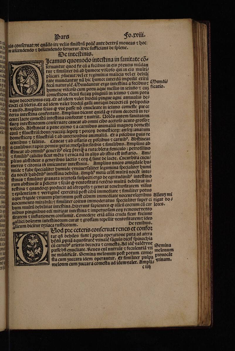 Jl is conſernat: vt quãdo ire velis ſiniſtrũ pede ante dertrũ moueas c hoc ein n aſcendendo 7 deſcendendo ſeruetur. ec ſufficiant de ſplene. De inteſtinis. Icamus quomodo inteſtina in ſanitate cõ⸗ ſeruantur quod fit cũ a fecibus in eis ↄtentis mũdan Wi tur c fimiliter on ab humoꝛe viſcoſo qui in eis multi⸗ plicari ↄſueuit:vel ex regiminis malicia vel ex debili tate mundantur nã hic bumo interdũ impedit exitũ ; fecũ naturalẽ. nudantur ergo inteſtina a fecibusc Mundi⸗ humoꝛe viſcoſo cum potu aque mellis in ieiuno ⁊ cui; ficatio. 170 4l comeftione ficuũ ſiccaꝝ pinguiũ in ieiuno ⁊ cum potu aque decoctionis eaꝝ.Et ad idem valet bꝛodiũ pingue agni an nualis de⸗ cocti cti bletis.Et ad idem valet bꝛodiũ galli antiqui decocti cũ polipodio a z aniſo. Amplius ſcias q; vue paſſe nõ enucleate in ieiuno comeſte pꝛe ce IM teris inteſtina confoꝛtant. Amplius dicunt quidã qp rifum decoctũ in re⸗ iil centi lacte comeftü inteſtina confoꝛtat ⁊ nutrit. Uolẽs autem ſanitatem ſuoꝝ inteſtinoꝛum conſeruare caueat ab omni cibo acetoſo acuto groſſo⁊ | vifcofo. Abſtineat a pane aʒimo ⁊ a carnibus animaliũ magnoꝝ domeſti coꝛũ ⁊ ſilueſtriũ:bour:vaccaꝝ:lepoꝝ t poxox domeſticoꝝ: anſeꝝ:anatum domeſticoꝝ ⁊ filueftríó ⁊ ab interíonbus animaliũ. Et a piſcibus ꝑuis re centibus ⁊ ſalitis. Caueat cab affatís ex pifcibus ⁊ carnibꝰ. Abſtineat A E caulibus: rapis:pomis piris:meſpilis:ſoꝛbis ⁊ ſimilibus. Amplius ab (ol ſtineat ab ommib? generibꝰ olez prerqpa ruta:blera:feniculo : petrofilino E c amilib? calidis ficut meta ⁊ eruca nã in alis ab iſtis eft inflatio. - Am⸗ lun plius abſtineat a generibus lactis t cox à funt de lacte, Cucurbita cucu⸗ en imeres c citonia in imicantur inteftinis. Amplius nuces amigdale bw a mide 7 fabe ſpecialiter pumide z vniuerſaliter legumina fpecialiter humi tW. da nocét babetib inteſtina oebilia. Ampli moza celfi multũ nocét inte⸗ TUE ſtinis 2 fimiliter granata accetofa ſuſpecti ergo de egritudinibꝰ inteſtino u rum abſtineãt a pdictis ⁊ ſciãt qp ventoſitatũ retẽtio multũ debilitat in⸗ el teſtina ꝛ⁊ quandoqs producit ad idropiſiʒ t generat tenebꝛoſitatem viſus lan ꝛepilentiam c vertigine exercitiũ poft cibũ immediate ⁊ fimiliter potis igide ⁊vinum plurimum poft cibnm immediate nocentvlceribus zilleus mi lE. aque frigide cvim plurimum poft cit cen ! i nocumento mirabili:⁊ fimiliter coitus immoderatus ſpecia liter fuper ci tigat do ⸗ Ui bum multũ debilitat inteſtina. Oixerunt ſapientes ꝙ alleũ coctum cfi car loꝛes. a nibus pinguibus edi mitigat inteſtina ⁊ impetuoſam eoꝝ remouet vento il Gratem cinflationem confumit. Comedere eria allia cruda ficut faciunt n gallici doloꝛem inteſtinoꝛum curat « groſſam repellit ventoſitatem⁊ ideo E alleum dicitur tyꝛiaca ruſtico um. de renibus. 40 Nod pꝛe ceteris conferuat rence et confoꝛ 0 % tar an debiles funt i ꝓpꝛia operatione puta ad attra t 100 i| bédu ꝓpꝛiã aquoſitate vꝛinalẽ ſãguiĩs dicit᷑ ſpinacbia A -— Cii carnibꝰ arietis decocta ⁊ comefta. zd ide valétvtté Semina vili paſſe bñ enucliate. Renes ent nntriũt ⁊ feculentiã vl nelonum 1 ne müdificãt. Semina melonum poft potum come⸗ pꝛouocãt E . ſta cum succara idem operantur. et fimiliter pulpa vnnam. 1 melonm cum ʒuccara comeſta ad idemvalet. Ampli⸗ | c iiij