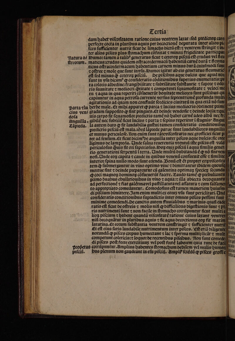 ! Tertia dam babet viſcoſitatem ratione cuius ventrem laxat:ſed predictos caro ji perfecte cocta in pluribus aquis per decoctionẽ depurata inter alios 5 P ſces ſufficienter nutrit ficut de limacijs dictũ eſt:⁊ ventrem ſtringit ⁊ in ^ ter alios pifces plus ftomacbum cõfoꝛtat ⁊ minoꝛi frigiditate participar, ji i natura o/ Humoꝛ tamen a talib? generatus ficut ⁊ ceteroꝝ piſciũ eft crudus vel feu ſtreoꝛum. maticus:crudus quidem oſtracoꝛdermacũ habentiũ carnẽ durã ⁊ fteuma ticus oſtracoꝛdermacum habentium carnem minus durã cuiuſmodi ſum ⁊ oſtree ⁊ mole que funt in oſu.llꝰumoꝛ igitur ab eis generatus fleumatic eft fed minus qᷓ; ceteroꝝ piſciũ. De piſcibus aque dulcis que apud nos funt in vſu dicamꝰ ꝙ conſideratis cõditionibus ſuperius enumeratis:pi ta coloꝛis albedine:trangibilitate ⁊ ſubtilitate ſubſtantie 7 ſapoꝛe ⁊ odo rie fuauitare ⁊ mediocri qᷓ;titate ⁊ competenti fquamofitate c veloci me tu t aqua in qua reperiri cõſueuerũt bonitate melioꝛes ſunt pifcibus qu capiuntur in aqua petrofa currente verſus ſeptentrionẽ pꝛofunda mult agitationis ad quam non confluüt ſoꝛdicies ciuitatũ in qua etiã nõ ſun 11 Parta ⁊lu herbe male. Et mibi apparet qp parca ⁊ lucius mediocris obtinent pꝛimi — cius ven? gradum ſuppoſito qp fint píngues.&t deinde vendoſie ⁊ deinde locia:czquae. p dofa uis carpo fit ſquamoſioꝛ pꝛedictis tamẽ nõ habet carné adeo albã nec fr? 5 n Anguilla. gibilẽ nec ſubtilẽ ficut luctus « parta ⁊ ſepius reperitur i ftagnis* Znguil,. Zãpꝛeda. la autem dato qp fit landabilis guſtui tamen conſideratis conditionibut pꝛedictis piſciũ eft mala. Sed lãpꝛede parue ſunt laudabilioꝛes anguillit, et minus periculoſe. non enim ſunt tãteviſcoſitatis nec groſſiciei ficut p tet ad ſenſum.æt ficut dicimꝰde anguilla inter pifces aque dulcis:ſic inte (it ligimus oe lampꝛeda. CInde ſalua reuerentia vtentiũ ifte pifcis cft valq ^ periculoſus qᷓ;uis fit oxi ſapoꝛioſus.Hoꝝ eniʒ piſciũ i aqua fimilis gener tio generationi ſerpentũ t terra. Unde multñ dubitandũ é qp nó ſintven noſi. Unde eoz capita ⁊ caude in quibus venenũ conſueuit effe ⁊ ſimilite € interioꝛ fpina nullo modo ſunt edenda. Bonũ eft ét pꝛopter eoꝝviſcoſita E. tem q; ſubmergantur in vino optimo viue ⁊ dimittantur ibidem quouſq moꝛtue fint ⁊ deinde pꝛeparentur cũ galentina optimaꝝ ſpecieꝝ ſecundu q; coci magnoꝝ dominoꝝ cõſueuerũt facere, Zaudo tamẽ dp pꝛebuliantuſ pꝛimo duabus ebullitiouibus in vino ⁊ aqua:⁊ illa abiecta decoquantu ad perfectioné ⁊ fiat galẽtinavel paftillaturavel aſſatura ⁊ cum ſalſame to appꝛopꝛiato comedantnr. Comodoſius eft tamen maneriem huinſm di pifcium dimittere. Jam enim multi ex eoꝛuʒ vſu funt periclitati. und , confideratis conditionibus ſupꝛadictis inter omnes pifces peſſimi ſunt dd minime comedendi.de cancrís autem ffuuialibus ⁊ marinis quafi eade ^ ratio efl ſicut de oſtreis ⁊ molis niſi ꝙ difficilioꝛis digeſtionis funt ⁊ pl | ansece m t tiet us nt OC mom mem LIA t Scene