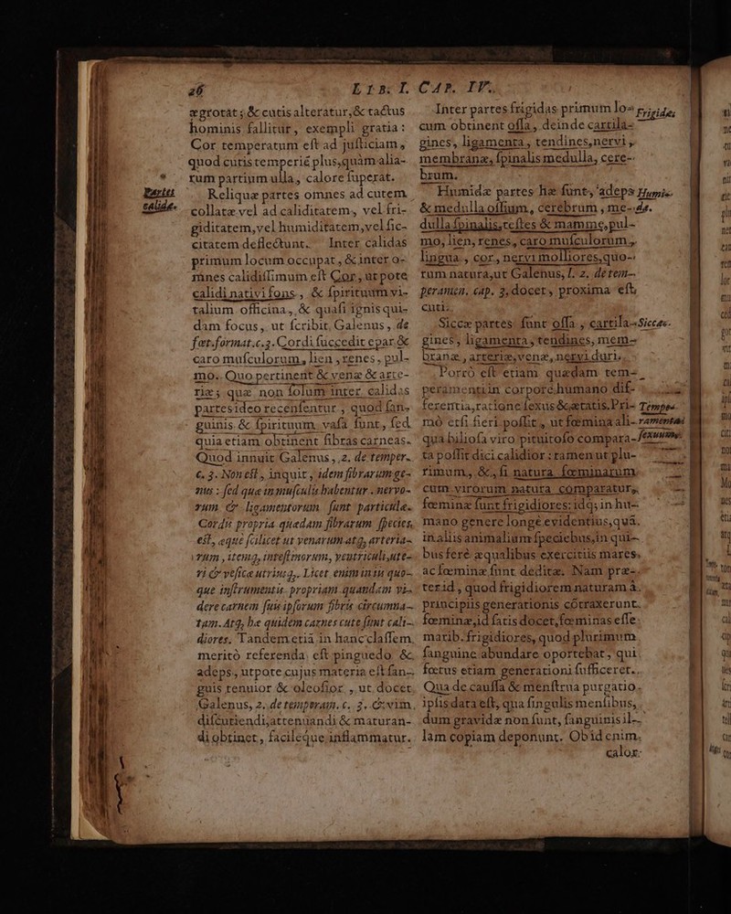 c ———————— Lr: I. zgrotat ;.&amp;ccutisalteratur,&amp; tactus hominis fallitur, exempli gratia: Cor temperatum eft ad jufticiam , quod citis temperié plus,quàmalia- rum partium ulla, calore fuperat. Reliqua partes omnes ad cutem. collatae. vel ad caliditatem, vel fri- giditatem,vel humiditatem ,velfic- citatem deflectunt. ^ Inter calidas primum locum occupat , &amp; inter o- mnes calidiffimum eft Cor, utpote calidinativifons, &amp; fpiritum vi- caro mufculorum, lien ,zenes , pul- 1n0.. Quo pertinent &amp; yenz &amp;arte- rie; quz non folum inter. calidas partesideo recenfentur., quod fan. guinis. &amp; fpiritum. vafa funt, fed. quia etiam obtinent fibras carneas. uod innuit Galenus , 2. de temper. €. 3. Non est , inquit , idem fibrarum ge- nts : fed que in mu[culu habentur . nervo- zum. C -ligamentorum.| funt particle. Cordi propria quedam fibrazum fpecies, eit, eque fcilicet ut venarum. ata, arteria Tm , itema, mteflimorum, yeutriculiute- i C ve[iteutriua,. Licet enminiu quo-. que infirumentis. propriam quandam vi-. derecarnem fuis ipforum fjoru ctrcumza-. diores. Tandem.etiá in hancclaffem meritó referenda eft pinguedo. &amp; guis tenuior &amp; oleofior. , ut. docet difcuriendijattenuandi &amp; maturan- di obtinet , facileque;inflammatur. CAR. IT. cum obunent offa, deinde caxtila- gines, ligamenta , tendincs,netvi , membrana, fpinalis medulla, cere- brum. dullafpinalis,teftes &amp; mamme, pul- mo, lien, renes, caro muículorum,. lingua., cor, neryr molliores,quo-: rum natura,ut Galenus, [. 2. detem-. peranien. cap. 2, docet, proxima eft brana ,arterie,vena, nervi duri, Porró eft etiam quedam tem- peramentiin corpore.humano dif. — ta poffit dici calidior : tamen ut plu- rimum.,.&amp;., fi natura, feminarum cutn.virorum natura comparatur, fceminz funt frigidiores:idq; in hu-- mano genere longéevidentius,quá. in.aliis animalium fpeciebus,in qui- busferé aequalibus exercitiis mares. ackominz funt dedita. Nam pre-. tezid, quod frigidiorem naturam à. priacipiis generationis cótraxerunt. feeminz,id fatis docet, foeminas effe: marib. frigidiores, quod plurimum fanguine.abundare oportebat; qui. ferus etiam generationi fufBceret.. Qua dc cauffa &amp; menftzua purgatio. ipfis data elt, qua fingulis menfibus, dum gravide non funt, fanguinis il-- lam copiam deponunt. Obid enim. calor: | un | I | NM. x j dt liu,