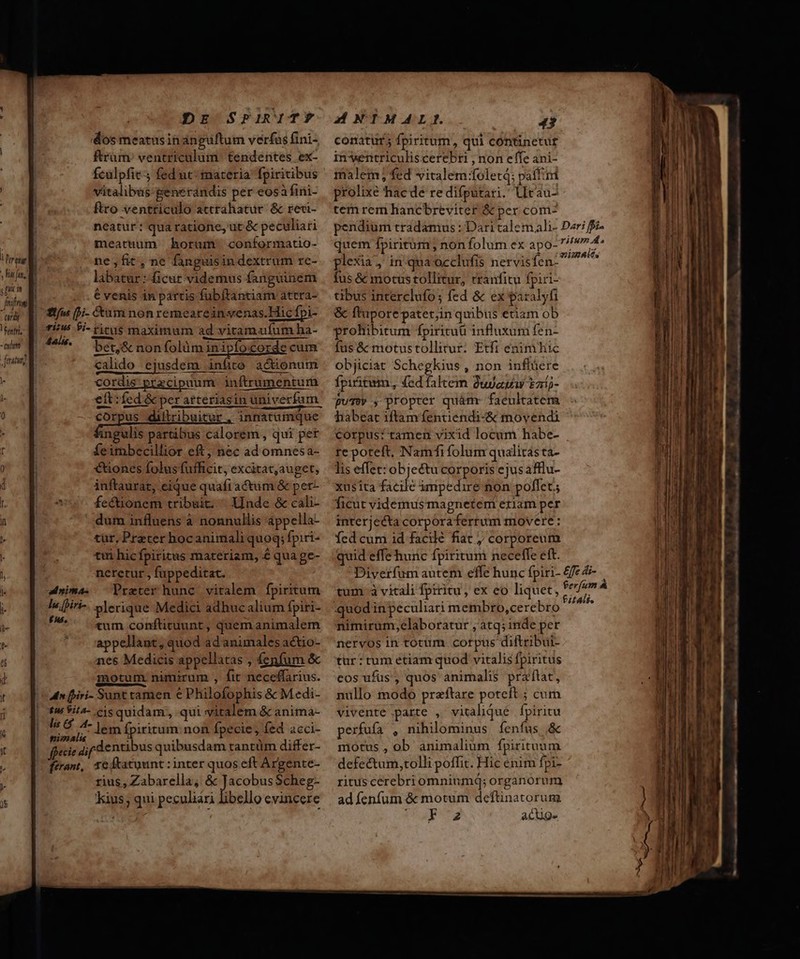 Dr SriRITY '4os meatus inanguftum verfus fini- ftrüm/ ventriculum. tendentes ex- fculpfit-; fed ut-materia fpiritibus vitalibus generandis per eosà fini- ftro ventriculo attrahatur. &amp; reci- neatur: qua ratione, ut &amp; pe culiari meatnum horum conformatio- AdNIMALIYg. 43 conatur fpiritum, qui continetur in'wentriculiscerebri , non effe ani- malem; fed vitalem :foletq; paffind prolixe hacde redi(putari. Urau- tem rem hancbreviter &amp; per com- pendium tradamus : Dari calemali- quem fpiritum non folum ex apo- Dari fi. ritum. AN 1 | : snis Aic. plexia, inqua occlufis nervisfen- : fus &amp; motus tollitur, rranfitu fpiri- tibus interclufo; fed &amp; ex pazalyti &amp; ftuporepatet;in quibus etiam ob prohibitum fpirituü influxum fen- fus&amp; motustollitur: Etfi enim hic rrt M ; f f d c j A An. M | labatur: ficut videmus fanguinem j^ € venis in partis fubftantiam atrra- wh qp fU f-Cumnonremeareinsenas.Hic fpi- Hep, Mo otio pi- fitus maximum ad vitam ufum ha- adm me bet,&amp; non folüm inipfocorde cum fne] calido ejusdem infito actionum cordis praecipuum inftrumentum eit: fed &amp; per atteriasin univecfurn corpus dillribuitur , innatümque fingulis partibus calorem, qui pet feimbecillior eft; nec ad omnesa- €tiones folus fufficit, excitat, auget, inftaurat, eique quaft actum &amp; pet- fectüonem tribuit. | X[nde &amp; cali- dum influens à nonnullis appella- tur, Preter hoc animali quoq; fpiri- tti hicfpiritus materiam, € qua ge- nerctur , fuppeditat. anima. Prater hunc vitalem fpiritum du; fpiri- plerique Medici adhuc alium fpiri- ^5 «um conftituunt, quem animalem appellant, quod adanimales actio- nes Medicis appellatas , fenfum &amp; motum. nimirum , fit neceffarius. an iri- Sunt tamen € Philofophis &amp; Medi- tu $i4- cisquidam, qui vitalem &amp; anima- ls &amp; 4- lem Ípiritum. non fpecie , fed acci- nimalis : : 4 flecie Jf dentibus quibusdam tantüm differ- ferant, 16 ftatuunt : inter quos eft Argente- rius, Zabarella, &amp; JacobusScheg- kius; qui peculiari libello evincere objiciat Schegkius , non inflüere fpiritum, (edíaltem Quam t21;- puTo , propter quàm- facultatem faabeat iftam fentiendi-&amp; movendi corpus: tamen vixid locum habe- re poteft, Namfifolum qualitásta- lis effet: objectu corporis ejusafflu- xusita facile impedire non poffet; ficut videmusmagnetem eram per interjeéta corpora ferrum movere: Ícd cum id facilé fiat j corporeum quid effe hunc fpiritum necefle eft. Diverfum autem effe hunc fpiri- rum à vitali fpiritu , ex eo liquet, quod in peculiari membro,cerebro nimirum,elaboratur , àtq; inde per nervos in totum corpus diftribui- tur: tum etiam quod vitalis fpiritus eos ufüs, quos animalis praftat, nullo modo praftare poteft ; cum vivente parte , vitaliqué . fpiritu perfufa , nihilominus fenfus &amp; motus , ob animalium fpirituum defectum,tolli poffit. Hic enim fpi- ritus cerebriomniumq; organorum ad fenfum &amp; motum deftinatorum (UP. acuge ffc di- ferfum À £itAli.