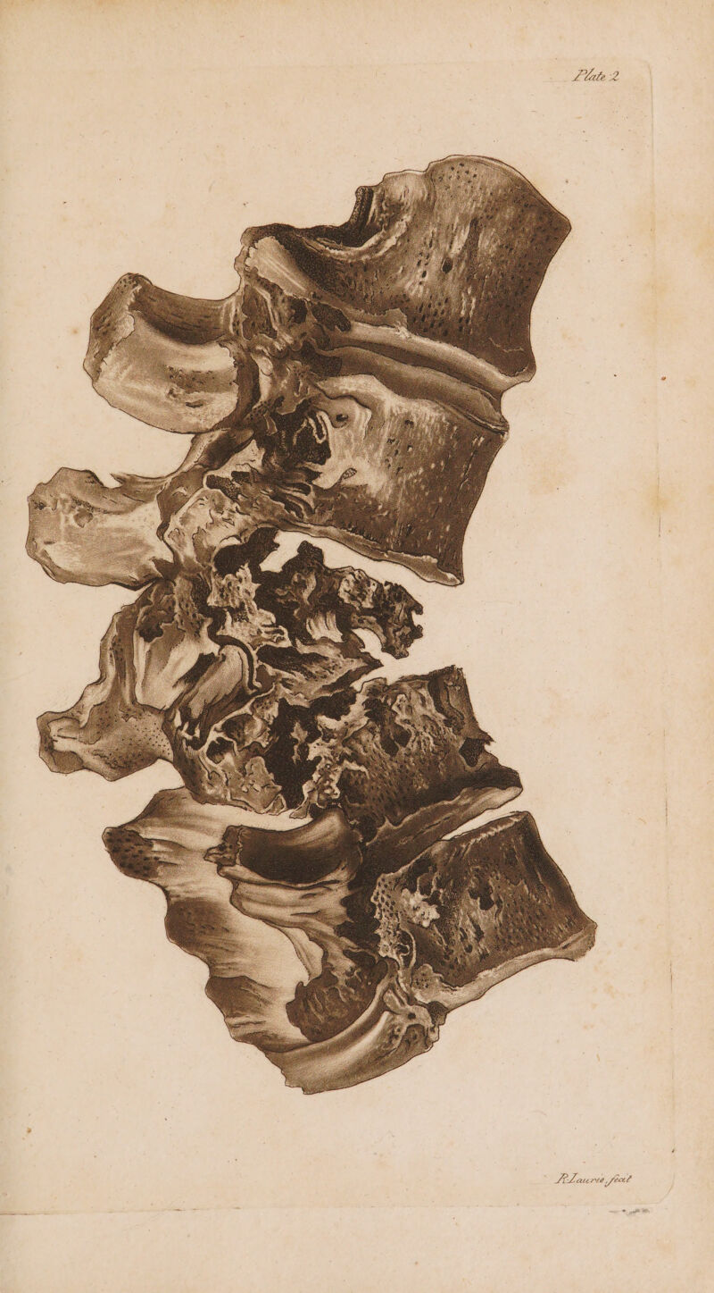 Lilate 2 SiLaurte fer Va *. a