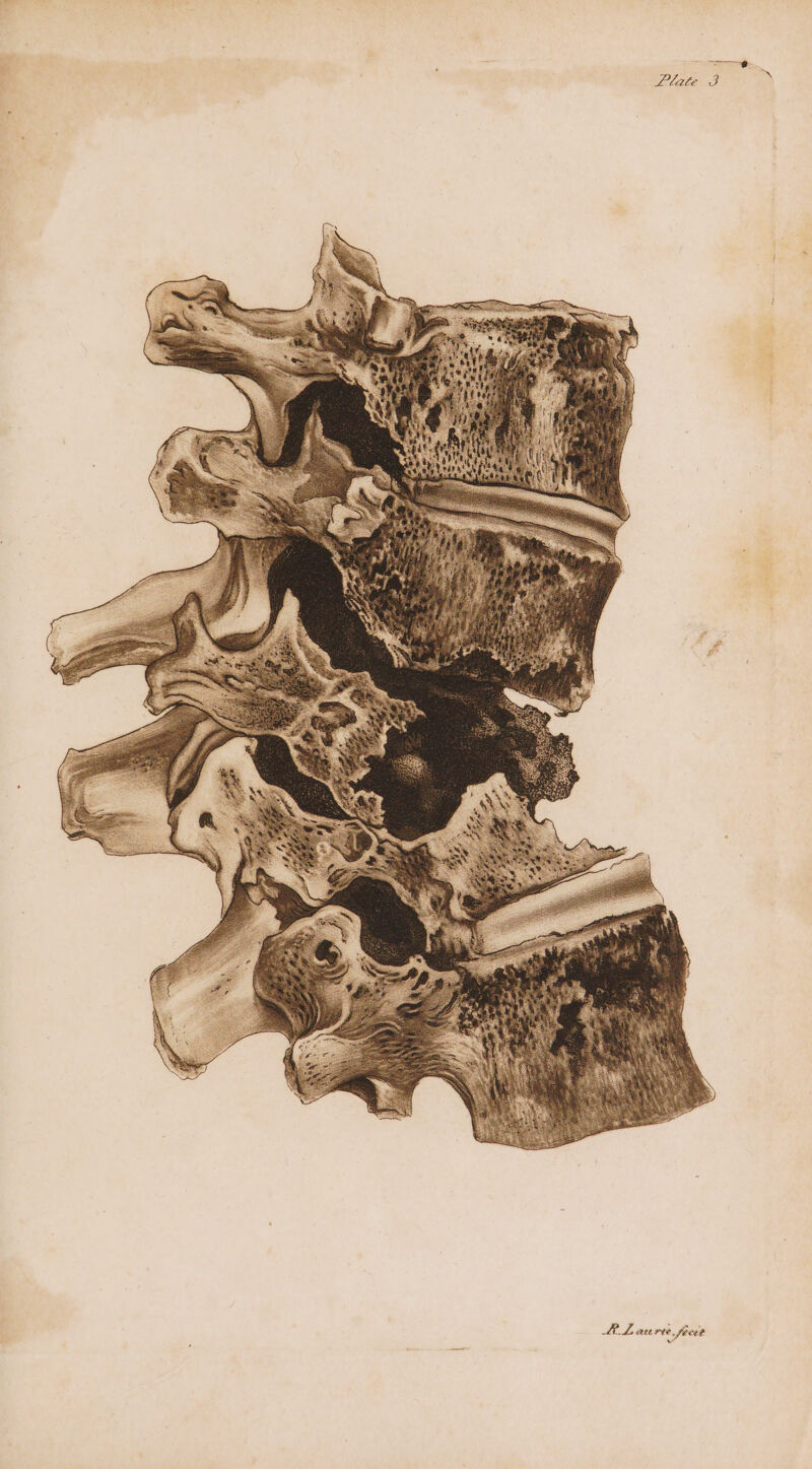 Plate 3 Sfecet re & LL att