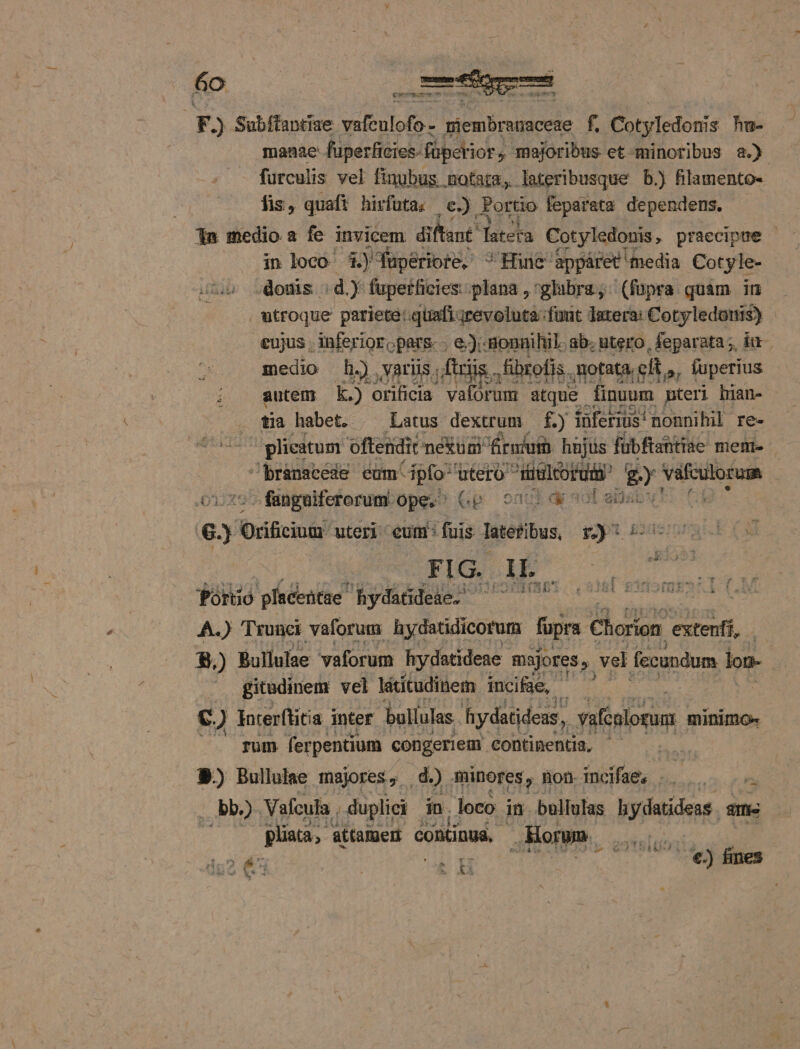 JF) Subftantiae. s bp inde f. Cotyledonis hn- manae füperficies- füpetior , majoribus et minoribus 2.) fürculis vel finubus notata, lateribusque b.) filamento- lis, quaft hirfota; e.) Portio fepareta dependens. 1n medio a fe invicem diftant fateka Cotyledonis, praecipue | in loco 4) fuperiore, Hine appáret media Cotyle- donis : d. fuperficies:plana , glabra; (fupra quim im , utroque pariete: quafi-;revoluta:funt Jatera: Cotyledonis) eujus . inferior pars. -. e); gonnihil. ab. utero, feparata;, i1 ^ medio hj). atiis ftris. fibrofis. motata, ;efts, fuperius ; gutem Kk.) orificia valorum atque finuum nteri han- tia habet. | Latus dextrum f.) inferius: nonnihil re- plieatum oftenidit néküm frnium hajüs fübftaütiae memi- - branscege eum. ipfo LEE récord £y vafculorum 01.35 - fangaiferorum ope. ^ onc dy vot ana e.) Orificium: uteri. eum: A Tateribus, f) FIG. IL. T prFTEEO uh (S181 £3 iIUEDT i : Tório plsceütae hydatideae. A.) Trunci vaforum hydatidicorum füpra Choros extenfí, 8.) Bullulae vaforum hydatideae majores ». vel fecundum lon- | gitudinem vel látitudinem incifae, es ; | e ) Interftitia inter bullulas. hydatidess , vaftnlorum minimo rum ferpentium congeriem. continentia, - B) Bullulae majores; . d.) minores, Bon, meifage 5... rs bb) Vafcula ; duplici in. loco in bullulas hydatideas. ali pliata, attamen continua, Hor. stati N w NL :H TP €.) fines riz Í AW LA Xe d