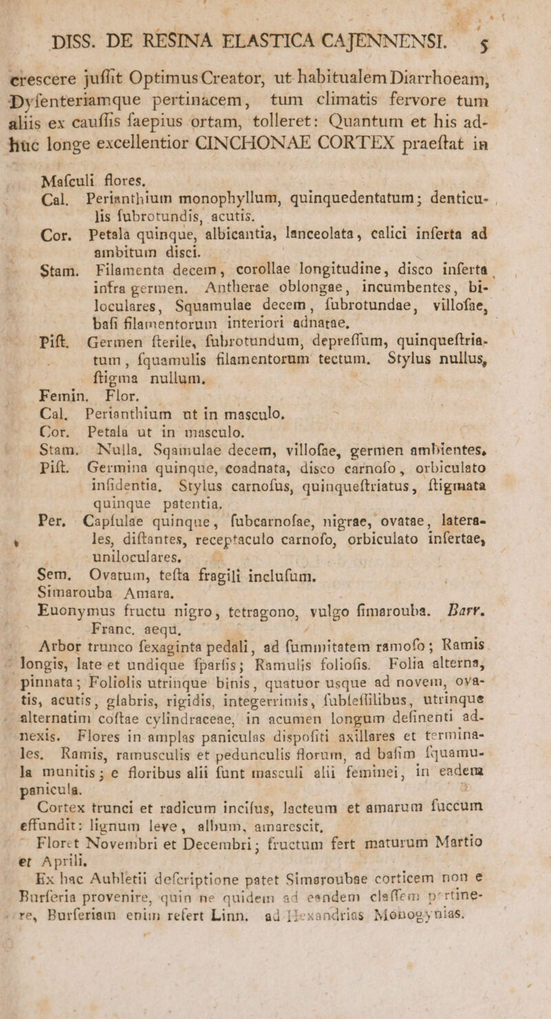 r * 4 J M y^ hes E des E: crescere juffit Optimus Creator, ut habitualem Diarrhoeam, Dyfenteriamque pertinacem, tum climatis fervore tum aliis ex cauffis faepius ortam, tolleret: Quantum et his ad- Tiàc longe excellentior CINCHONAE CORTEX praeftat in Mafculi flores. : Cal Perianthium monophyllum, quinquedentatum ; denticu- lis fubrotundis, acutis. - Cor. Petala quinque, albicantia, lanceolata, calici inferta ad ambitum disci. | infra germen. Antherae oblongae, incumbentes, bi- bafi filamentorum interiori adnatae, Pift Germen fterile, fubrotundum, depreffum, quinqueftria. tum, fquamulis filamentorum tectum, Stylus nullus, figma nullum. Femin. Flor. . : Cal. Perianthium ut in masculo. d Cor. Petala ut in masculo. Stam, Nulla, Sgamulae decem, villofae, germen ambientes, Pift. Germina quinque, coadnata, disco carnofo, orbiculato infidentia, Stylus carnofus, quinqueftriatus, ítigmata quinque patentia, ; Per. Capíulae quinque, fubcarnofae, nigrae, ovatae, latera-  les, diftantes, receptaculo carnofo, orbiculato infertae; uniloculares, Sem, Ovatum, tefta fragili inclufum. Simarouba Amara. Euonymus fructu nigro, tetragono, vulgo fimarouba. Barr. Franc. aequ, / ] Arbor trunco fexaginta pedali, ad fummitatem ramofo ; Ramis ' longis, late et undique fparfis; Ramulis foliofis. Folia alterna, pinnata; Foliolis utrinque binis, quatuor usque ad novem, ova- tis, acutis, elabris, rigidis, integerrimis, fubfeffilibus, utrinque . alternatim coftae cylindraceae, in acumen longum definenti ad. nexis. Flores in amplas paniculas dispofiti axillares et termina- les, Ramis, ramusculis et pedunculis lorum, ad bafim. fquamu- la munitis; e floribus alii funt masculi alii feminei, in eadem Cortex trunci et radicum incifus, lacteum et amarum fuccum effundit: lignum leve, album, armarescit, | :  Floret Novembri et Decembri; fructum fert maturum Martio et Aprili, Ex hac Auhletii defcriptione patet Simsroubae corticem non e Burferia provenire, quin ne quidem ad eendem claffem pcrtine- —re, Burferiam enpiün refert Linn. ad jlexandrias Monogynias. í