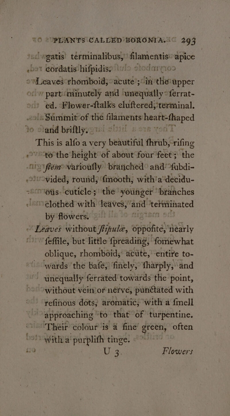 vgatis’ terminalibus,’ filamentis apice ebst eordatislhifpidise iulo slodaryio2 danni rhomboid, : acute’; in the! upper y partminutely and unequally ~{errat- ed. Flower-ftalks cluftered;terminal. © Summit of the Leeda ia a 0 and briftly, 0 900 | bebe is alfoa very, / beautiful fiat rifing “tothe height of about four feet's the hie iftém Vationtty brariched © and’ fubdi- siuovided, round, ‘fmooth, with!a‘decidu- “16s cuticle; the younger “branches ~- é@lothed with leaves,” and teliiithated by flowers. ~ Leaves without tipule, aripdticd) nearly ) feffile, but little {preading, fomewhat oblique, rhombéids: aclite, entire to- wards ‘the bafé; finely, iharply, and | unequally ferrated towards the point, ~ without vein’or nér Ve; punétated with refinous dots, aromatic, “with a f{mell . ‘approaching © ‘to that’ of turpentine. Their colour is 4 fine’ green, often witha purplith tinge, {19 a) 3. Flowers