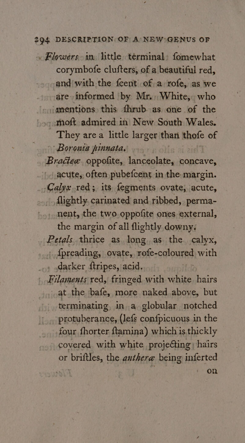 . Flowers in. little terminal: fomewhat corymbofe clufters, of a beautiful red, and with the {cent of a rofe, as we are informed by Mr. White, who -iamentions this fhrub as one of the omoft admired in New South Wales. | They area little larger than shofe of Boronia pinnata, | Braéiee. oppofite, lanceolate, concave, acute, often pubefcent in the margin. Calyx red; its fegments ovate, acute, flightly. car inated and. ribbed, perma- nent, the two oppofite ones external, the margin of all flightly downy: Petals. thrice as. long. as the. calyx, _fpreading, ovate, rofe-coloured, with darker ftripes, acid. Filaments red, fringed with white hairs at the ‘bafe, more naked above, but _ terminating, ina globular notched protuberance, (lefs confpicuous in the four fhorter ftamina) which is,thickly covered with white projeCting hairs or briftles, the anthere being inferted “ei on
