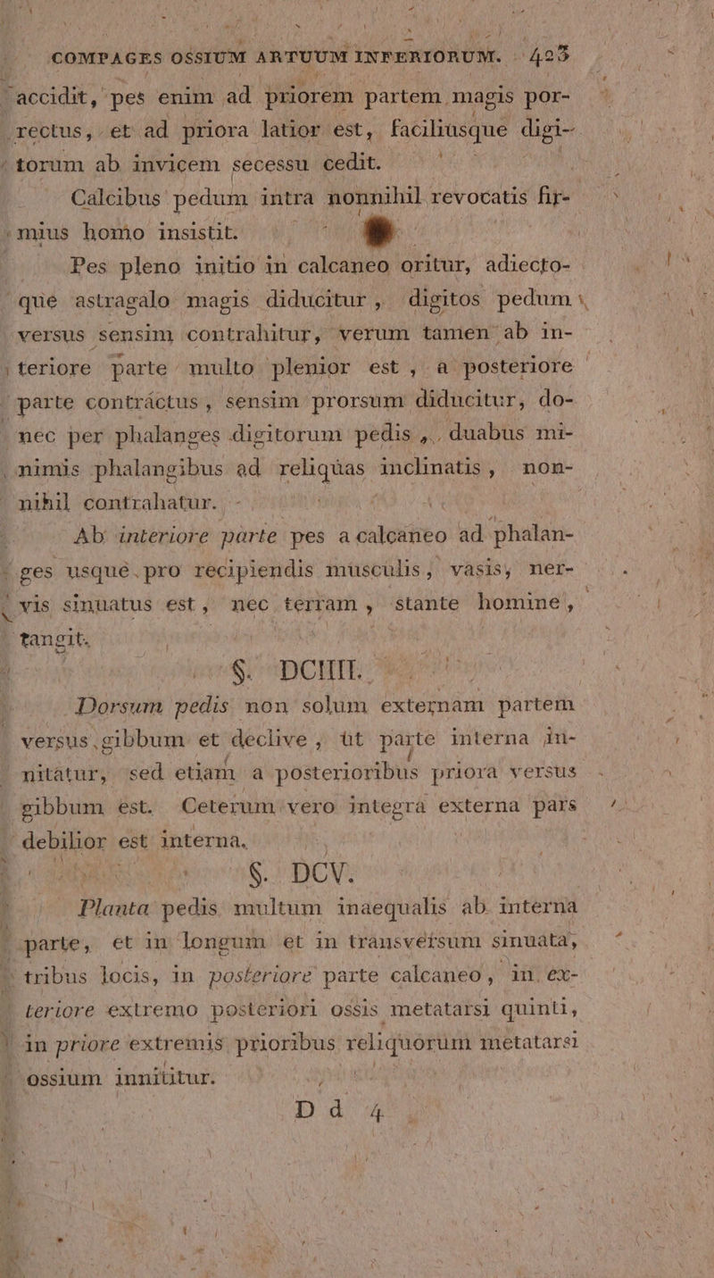 bj r4 lu ^ COMPAGES OSSIUM ARTUUM 3NFERIORUM. (423 accidit, pes enim ad priorem partem. magis por- . rectus, et ad priora latior est, fachüsdsud RM / torum ab invicem secessu cedit. -.— Calcibus: pedum intra nonnihil revocatis fir : mius homo insistit. 1 * ! Pes pleno initio in calcaneo oritur, adiecto- ^ que astragalo magis diducitur , digitos pedum versus sensim contrahitur, verum tamen ab in- ;teriore parte: multo plenior est, à posteriore | parte contráctus , sensim prorsum idéitieitut, do- nec per phalanges digitorum pedis ,., duabus mi- nimis phalangibus ad reliquas inclinatis , non- nihil contrahatur. doo Ab: interiore parte. pes 2 nnitito ad phalan- ges usqué.pro recipiendis müscülis, vasis, ner- . vis simuatus est, mec terram, stante homine, | tangit. | | n | B6 ticis apo Wm oreet | | Dorsum pedis non solum externam partem versus,gibbum et declive , üt parte interna inu- ?mitatur, sed etiam a posterioribus priora versus gibbum est. Ceterum. Vero integra externa pars .debilior est interna. M | | CORN Tnt S. DCV. : | Planta pedis multum inaequalis ab. interna | parte, et in longum et in transvetsum sinuata, t ' tribus locis, in posteriore parte calcaneo ,. inm ex- Leriore extremo posteriori OSSis metatarsi quinti, D in priore extremis prioribus reliquorum metatarei ^ ossium innititur. À | E Dd 4. | x29 s e Pd »-—
