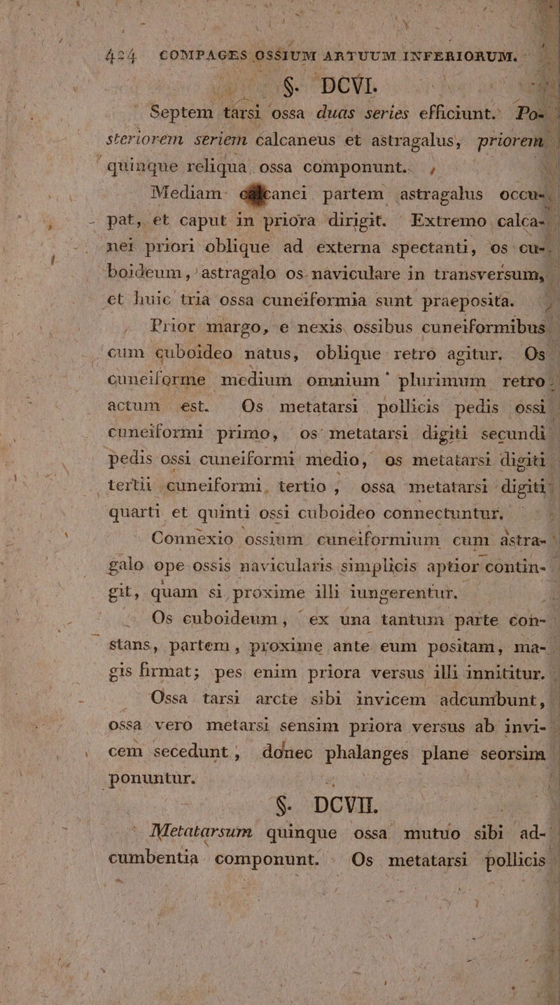 L] - : [7 : j UM Vs Septei társi Ossa duas series efficiunt. Po. : steriorem, seriem calcaneus et astragalus, priorem. ; quinque reliqua. OSSà componunt. / M Mediam: dikonei partem astragalus occus. | - pat, et caput im priora dirigit. Extremo. calca-.. UNUS Yl mer priori oblique ad externa spectanti, os cue. | Mi boideum ,^astragalo os.maàviculare i n transversum, | et huic tria ossa cuneiformia sunt praeposita. 2 j ^ i l 1 j Prior margo, e nexis. ossibus cuneiformibus | cum €uboideo natus, oblique retro agitur. Os. cuneiforme medium omnium | plurimum retro. d actum est. Os metatarsi pollicis pedis ossi. cuneiformi primo, os metatarsi digiti secundi. pedis. OSsi cuneiformi medio, os metatarsi digiti | terti Biisseifornd: tertio ;, | ossa metatarsi | digiti. quarti et qumti OSS1 cuboideo connectuntur,. E | Connexio ossium cuneiformium cum dstra- ' galo epe OSSiS navicularis simplicis aptior: contin- | git, quam $i proxime ilh iungerentur. i | - Os euboideum, | ex uma tantum parte €on- | gis firmat; pes enim priora versus illi innititur. | Ossa tarsi arcte sjbi invicem adcunibunt, | ? ossa vero metarsi sensim priora versus ab. invi- d 4 cem secedunt , donec ndecn plane seorsim ponuntur. S c ^ Metatarsum quinque ossa. mutuo sibi ad-s cumbentia POUIDORENE, . Os metatarsi pollicis J ^^.