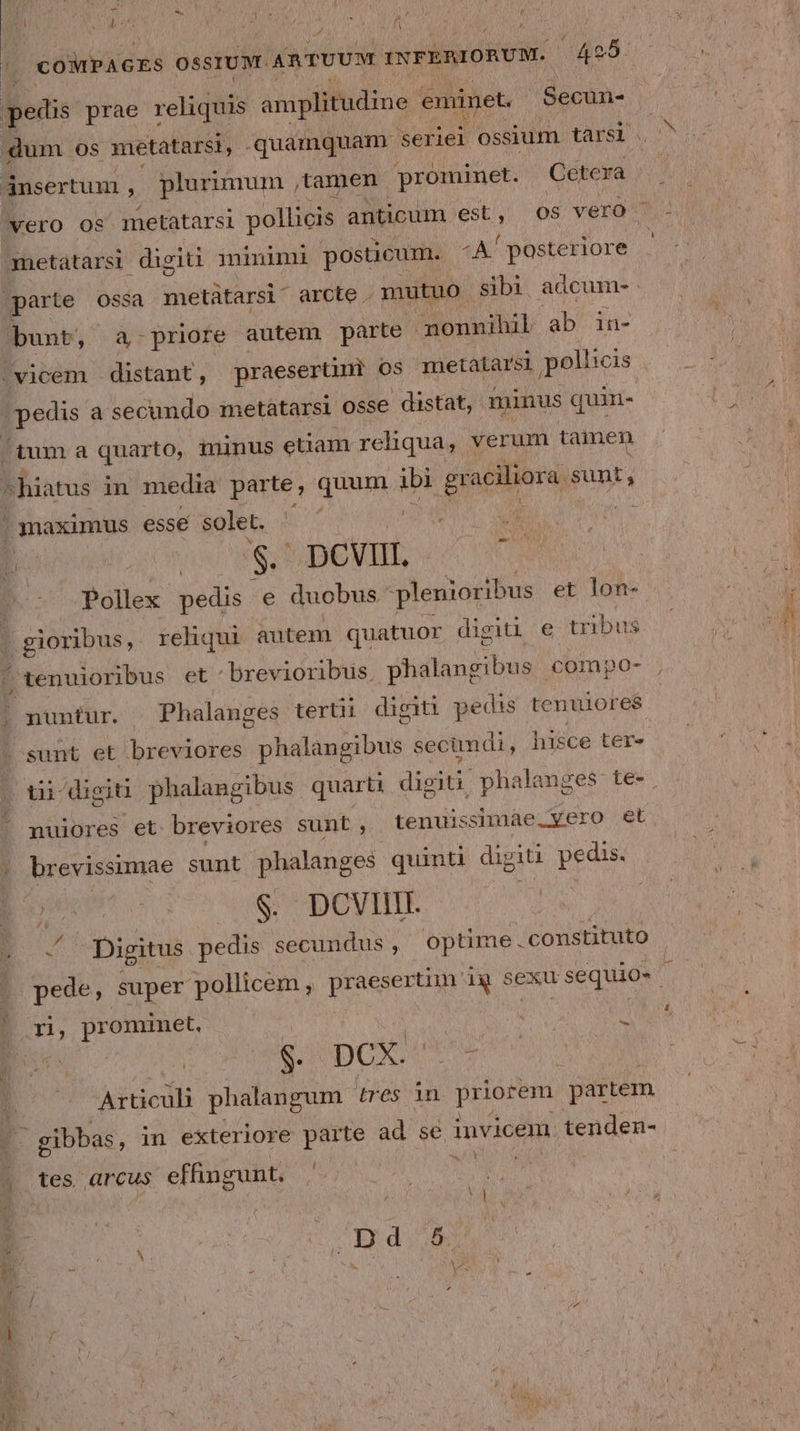 T (n à - ME [ » à  ) Ww. À AN Tc COMPAGES OSSIUM. AR TUUM INFERIORUM. 495: pedis prae reliquis amplitudine. eminet. Secun- metatarsi digiti minimi posticum. -A/ posteriore bunt, a-priore autem parte monnihil ab in- pedis a secundo metatarsi Osse distat, minus quin- Pollex pedis e duobus. plenioribus et lon- - gioribus, reliqui autem quatuor digiti e tribus tenuioribus et : brevioribus. phalangibus | compo- nuiores et breviores sunt ; tenuissimae.yero «et . brevissimae sunt phalanges quinti digiti pedis. $. DCVIII. yea iy Digitus pedis secundus , optime. constituto 15 prominet, - SO DC. Articuli phalangum tres in priorem partem | gibbas, in exteriore parte ad se invicem. tenden- tes arcus effingzunt. ZR.