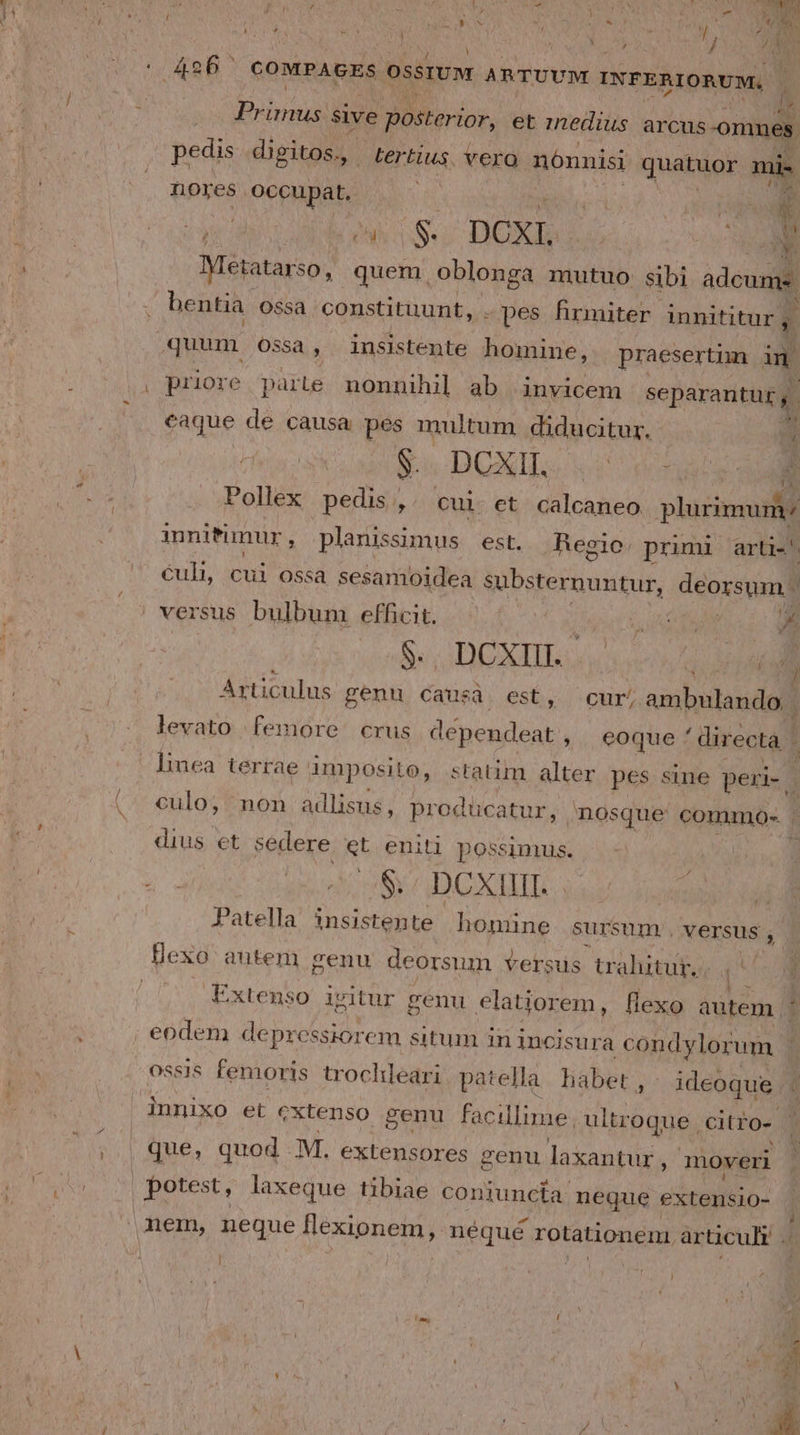 M NL | NEIN sive posterior, et medius arcus omnes. pedis digitos. tertius vera nónnisi quatuor mi. nores occupat, ' ; ama 5 Métatarso, quem. Mens; mutuo sibi dcum bentia O$sa constituunt, . pes Rrmiter innititur ,. quum Ossa, insistente homine, praesertim in priore parte. nonnihil ab invicem separantur y fue « de. causa pes multum diducitur. n Es DUXI; i one: ^d Pollex pedis , cui et calcaneo plurimum; innitimur , planissimus est. Regio primi arti-' €uli, cui ossa sesamoidea substernuntur, deoxsqmg Articulus genu. causa est, cur; ambulando | levato femore crus dépendeat , eoque directa | (. culo, non adlisus, prodücatur, nosque commoa- . | dius et sedere et eniti possimus. | D S DCXIIT. Patella insistente homine sursum. versus , Dexo autem genu deorsum versus trahitur. pu Extenso igitur genu elatiorem, flexo autem ' ossis femoris trochleari patella. habet , - ideoque .. ie et extenso genu facillime. ultroque citro- (0| que, quod. M. extensores genu laxantur, moveri | potest, laxeque tibiae coniuncta. neque extensio- nem, neque flexionem, néqué rotationenm. articuli i , i