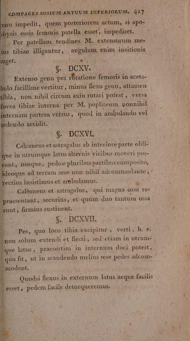 eiu impedit, quem. posteriorem actum, si apo- iysis ossis- femoris patella esset, impediret. is » Per patellam. teudines. M. extensorum me- ius tibiae Ubesatur,. rii, enim . insitionis - tuget. T2 j: P /$. DCXV. T | Extenso genu pes rotatione femoris i in aceta- bulo facillime vertitur, minus Bexo genu, attamen tibia , non nihil circum axin rotari potest , Versa fovea tibiae interna per M. popliteum nonnihil internam partem Versus, quod 1 n ambulando vel jedendo. accidit. i $. DOXVI 1 Calcaneus etastragalus ab interiore parte obli- Vite y es que in utrumque latus alternis vicibus moveri pos- sunt, nosque, pedee pluribus partibus aiuti ádeoqne ad terram sese non nihil adconmimocdante , rectius insistimus et ambulamus. — — * — Caleaneus et astragalus, qui magna ossa res. |praesentant, securius, et quim duo tantüm ossa sunt, firmius sustinent. | 2h 2 COSE DENE b. Pes, quo loco. tibia exc ipitur * verti, hi e.  | que latus , praesertim : m internum duci potest, ,, modent. ds Í às esset, , pedem facile detor Gerson