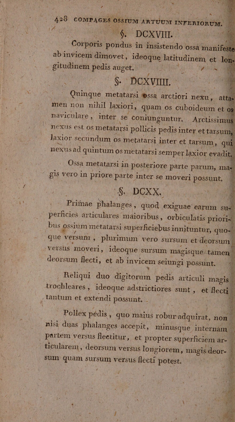 ^ Lu 428 cOMPAGES osstUa ARTÜCM 1 INFERIORUM, Á T Stod EH E 23 DCXVII. . A ' Corporis pondus i in insistendo ossa manife ab invicem dimovet, iius latitudinem et 1 gitudinem pedis auget, En DO MM * $ DXwuL- o0 - Quinque metatarsi *9ssa arctiori nexu, atas men non nihil laxiori, quam os cuboideum et 0$ naviculare , inter se coniunguntur, . Arctissimu 8 , nexus est os metatarsi pollicis pedisi inter ettarsui l | Jaxior secundum os metatarsi inter et tarsum : qui ] | nexusad RAE os metatarsi UA. laxior oda ^ gis vero in priore parte. inter se moveri possunt, ; » . f A &amp; Pit phalanges : dica. PRURUP earum E perhcies articulares. maioribus ^ orbiculatis prioris. bus ossium metatarsi super ficiebus i innituntur, quo. que versum , plurimum vero sursum et deorsum . 1 versus mover, ideoque sursum magisque: tamen deorsum flecti, et ab i mvicem seiungi possunt. 1 Reliqui duo di ND pedis articuli magis 1 kroglileáres ; ;» ideoque adstrictiores ; sunt, et flecti. tantum et extendi DOS A8 : i j | Pollex pédis ; quo maius robur adquirat, non nisi duas phalanges accepit, minusque internàm : par Lem versus flectitur, et propter superficiem ar- m 7 ticularein , deorsum versus longiorem, magis deor- i sum. quam sursum versus flecti potest. E /