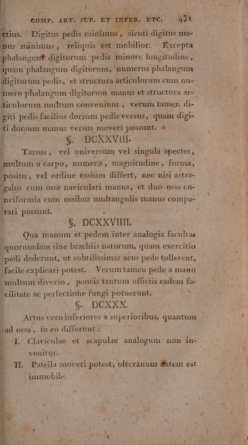 E i ^ , » | COMP. ART. SUP. - ET oxeen. ETC. | 49) 1 i aT l ei us. Digitus pedis isnbAoE / sicuti digitus ma- nus minimus, reliquis est mobilior. —Éxcepta phalangunf digitorum pedis minore longitudine, quam phalangum digitorum, mumerus phalangum digitorum pedis, et structura arüculorum cum nu- aero phalangum digitorum manus et structura ar-. ticulor um multum conveniunt , verum tamen di- giti pedis facilius dorsum pedis versus, quam digi- ti dorsum manus versus moveri possunt. 4 '- .$. DCXXVII. 3 Tarsus ,- vel universum vel singula spectes, multum a carpo, numero , magnitudine, forma, positu, vel ordine ossium differt, nec nisi astrá- :galus cum osse naviculari manus, et duo ossa cu- neiformia cum ossibus multangulis manus compa- rari possunt. : i $. DOCXXVIIIT. 5 Qua manurm et pedem inter analogia facultas quorumdam sine brachiis natorum, quam exercitio | pedi dederunt, ut subtilisamas-acuis pede tollerent, - facile explicari potest. Verumtamen pede a manu . -multuni diverso , paucis tantum officiis eadem fa-- -cilitate ac perfectiohe fungi potuerunt. : $. DCXXX. Artus vero inferiores a superioribus, quantum. »ad ossa , in eo differunt : CAS | | I Claviculae et scapulae analogum non in- ; venitur. IL Patella moveri potest, Nn lk. est * - immobile. : 3 * E | j  : -