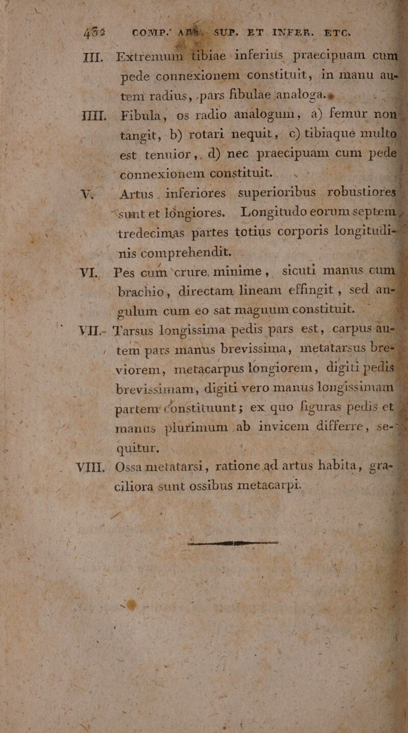 A- ede connexionem c constituit, in mnanu 4 le teni radius, . pars. fibulae analoga. - í P Fibula, os radio analogum, à a) peo: non Nur MES y   A n . 5 » Artus . anferiores. jenen robustioreg sunt et longiores. Longitudo eorum septem tredecimas. partes totius corporis longitulis mis comprehendit. . | Du brachio, directam. lineam | effingit , pu an- gulum cum eo sat magnum constituit. ^ — R. tem pars manus brevissima, metatarsus bre: brevissimam, digiti vero manus longissimauia J partenr constituunt ; ; ex quo figuras pedis et. manus plurimum ; ab invicem. differre, se quitur, | ^ : d j . Ossa metatarsi. ; ratione ad artus habita, gta- | | ipea sunt ossibus metacarpi. | j : n , 1 b K y [ Lb bit * - x és - 4 ^ . r Z Kt D 4 Lid s eh V M 245 , ^ V EE. ! | -5 AME / xoc ALTE SÉ. S | j Li ; eS  NM , À à er M ' E l Li 1 P Tie Kt E | 2 , ^ ; E * 1 * M M Kai. «tel 4 |