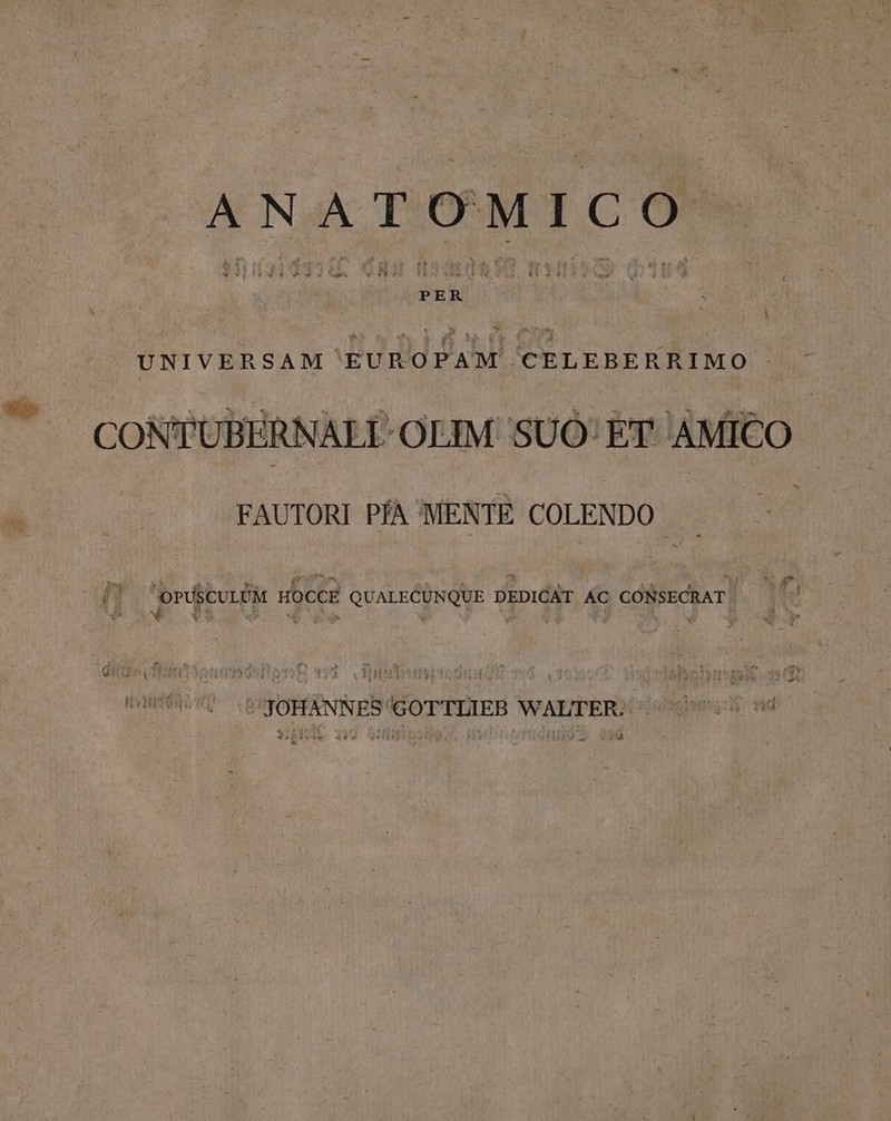 ANATOMICO UNIVERSAM EU N RRIMO - | CONTUBERNALI-OEIM. SUÓ: ET AMICO FAUTORI PA MENTE COLENDO- pu we 'OPUSCULÜM HOCCE QUALECUNQUE DEDICAT A0 CONSECRAT JOHANNES GOTTLIEB WALTER.