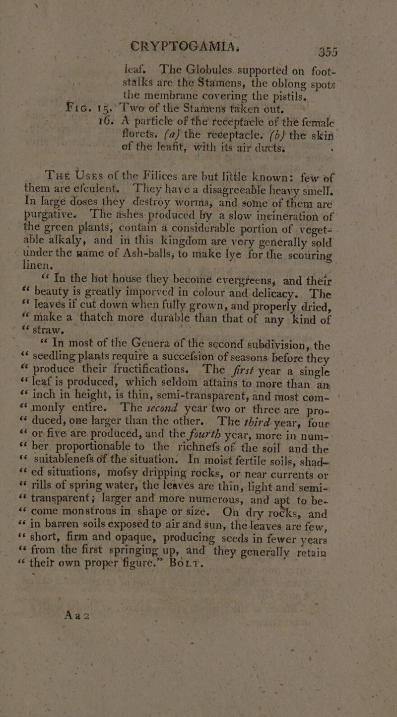 leaf. The Globules supported on foot- stalks are the Stamens, the oblong spots > : the membrane covering the pistils. Fic. 15.° Two of thie Stamens taken out. _ . 16. A particle of the receptacle of the female florets. (a) the receptacle. () the skin. of the leafit, with its air ducts: : Tue Uses of the Filices.are but little known: few of them are efculent. They have a disagreeable heavy smell. In large doses they destroy worms; and some of them are purgative. ‘The ashes produced by a slow incinération of the green plants, contain 4 considerable portion of veget- able alkaly, and in this kingdom are very generally sold | os the name of Ash-balls; to make lye for the scouring inen, ne | ** In the Hot house they become evergreens, and their. ** beauty is greatly imporved in colour and delicacy. The ** leaves if cut down when fully grown, and properly dried, “make a thatch more durable than that of any kind of ' ** straw. oz te ; ** In most of the Genera of the second subdivision, the ‘* seedling plants require a succefsion of seasons. before they produce their fructifications. The first year a single ‘‘ leaf is produced, which seldom attains to more than an ‘* inch in height, is thin, semi-transparent, and most com- ° ‘monly entire. The second year two or three are pro- ‘* duced, one larger than the other. The third year, four ‘* or five are. produced, and the fourth year, more in num- ‘‘ ber. proportionable to the richnefs of the soil and the ** suitablenefs of the situation. In moist fertile soils, shad= ‘¢ ed situations, mofsy dripping rocks, or near currents or “+ rills of spring water, the leaves are thin, light and semi- _ ¢* transparent; larger and more numerous, and apt to be« ‘* come monstrous in shape or size. On dry rocks, and “* in barren soils exposed to air and sun, the leaves are few, ‘‘ short, firm and opaque, producing seeds in fewer years ‘¢ from the first springing up, and they generally retain ‘‘ their own proper figure.” Bort. ; > Aa2: